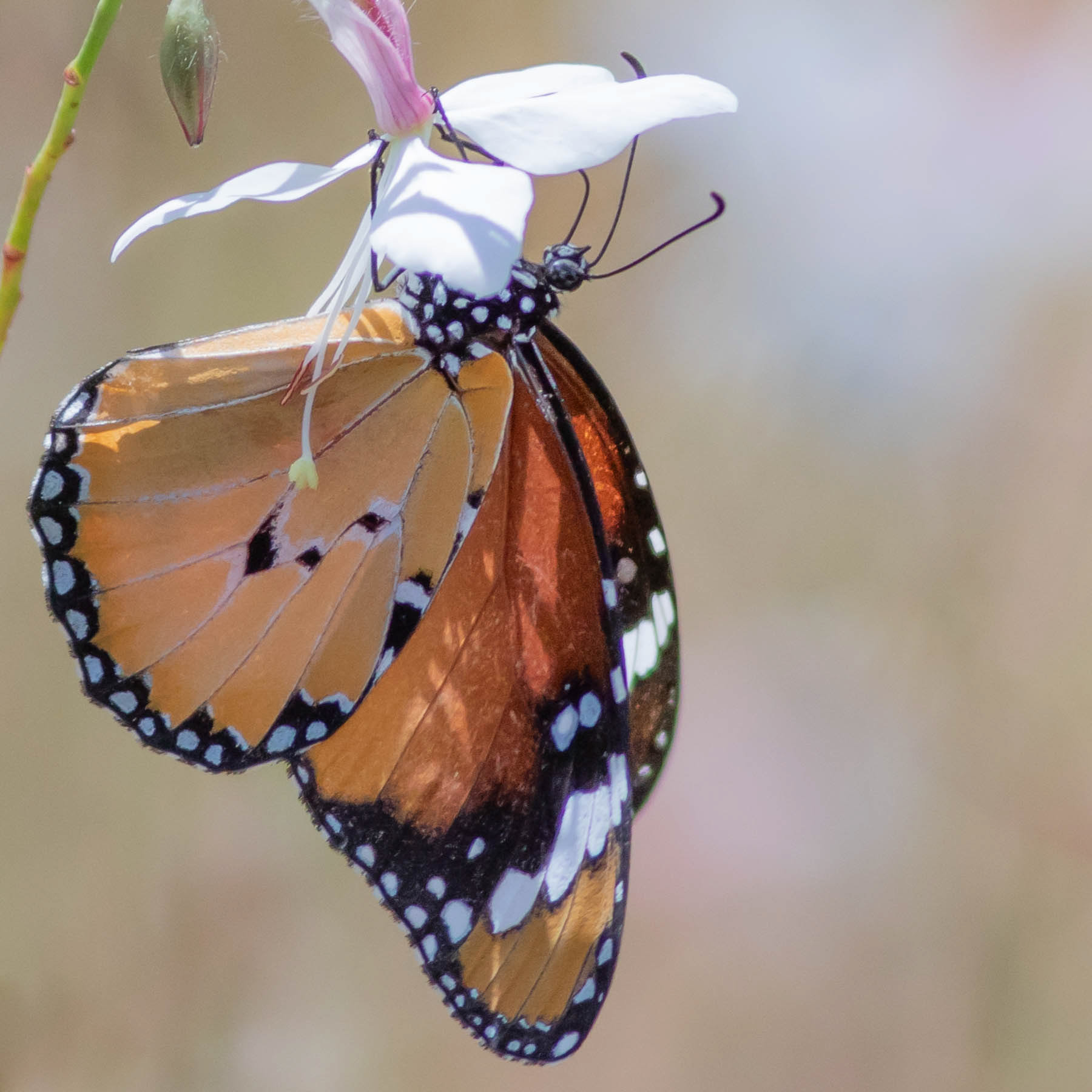 African Monarch #6