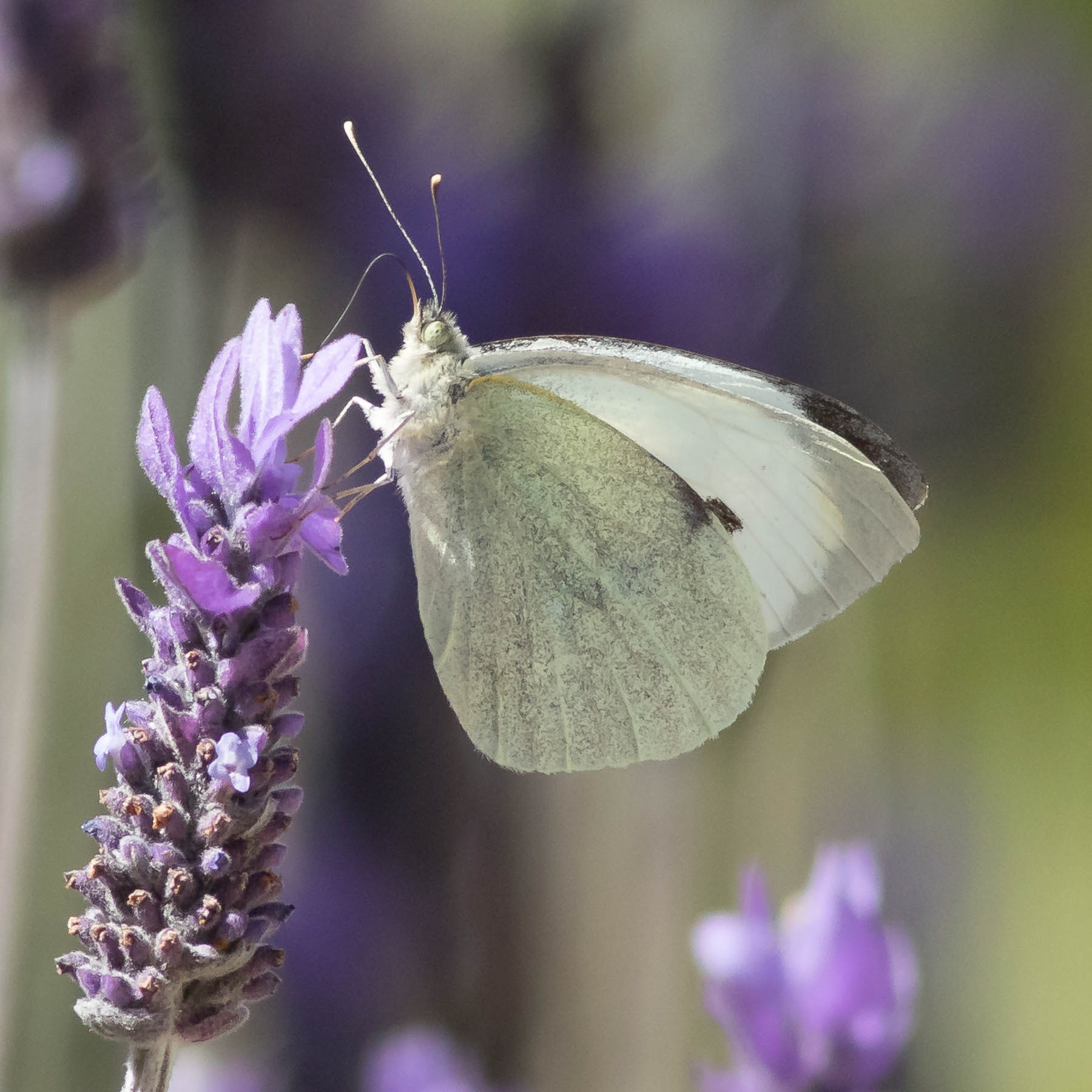 Cabbage White #4