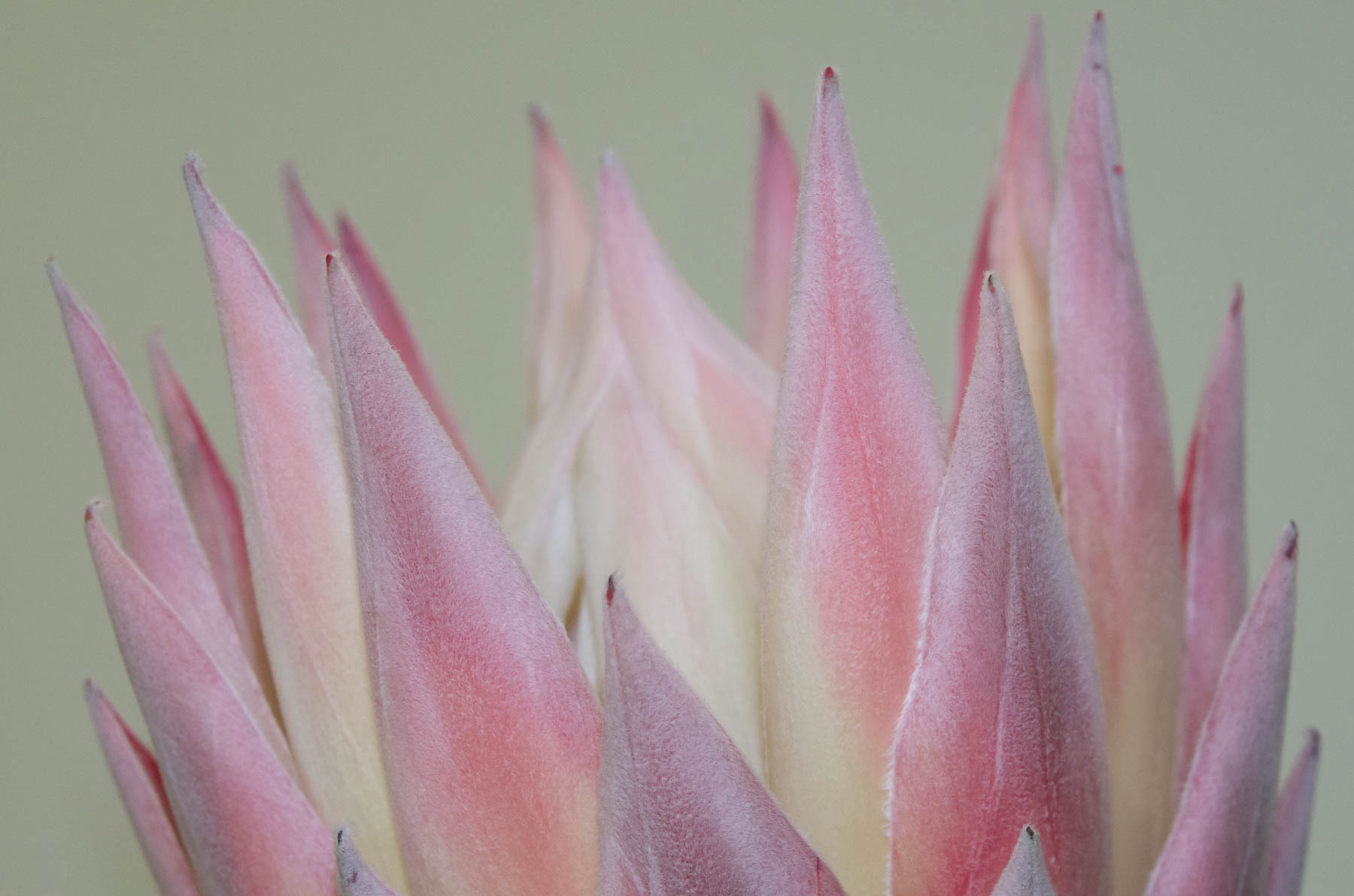 Protea #4