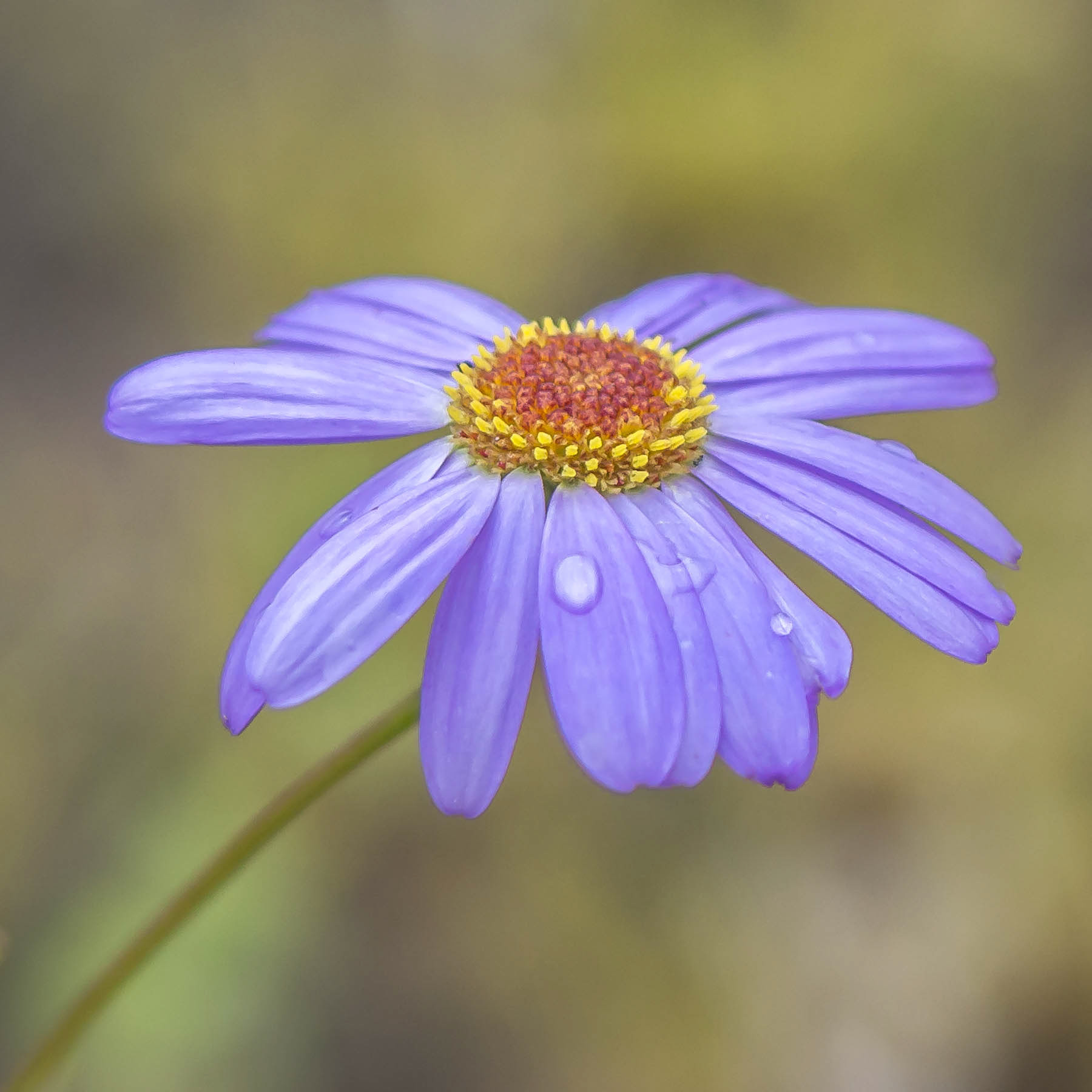 Daisy #8