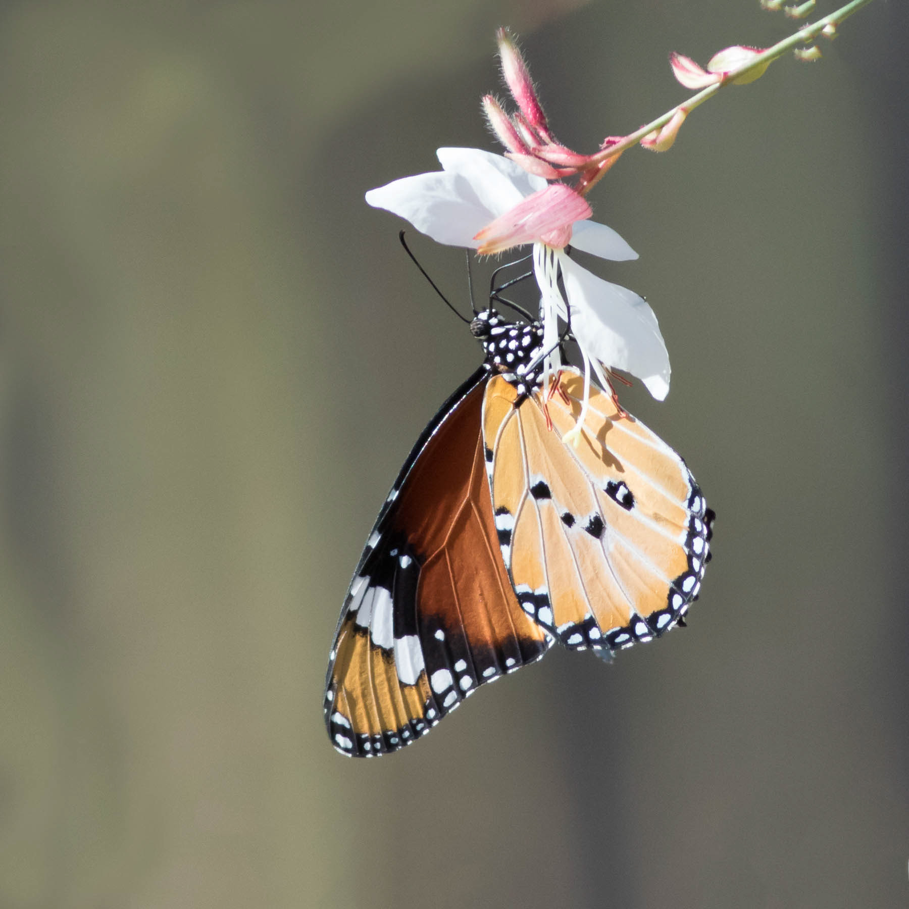 African Monarch #3
