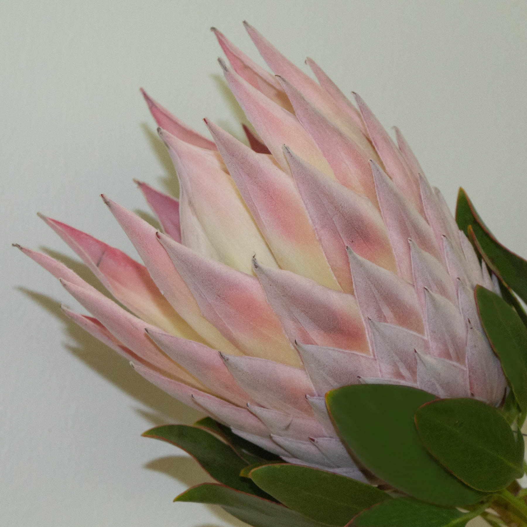 Protea #2