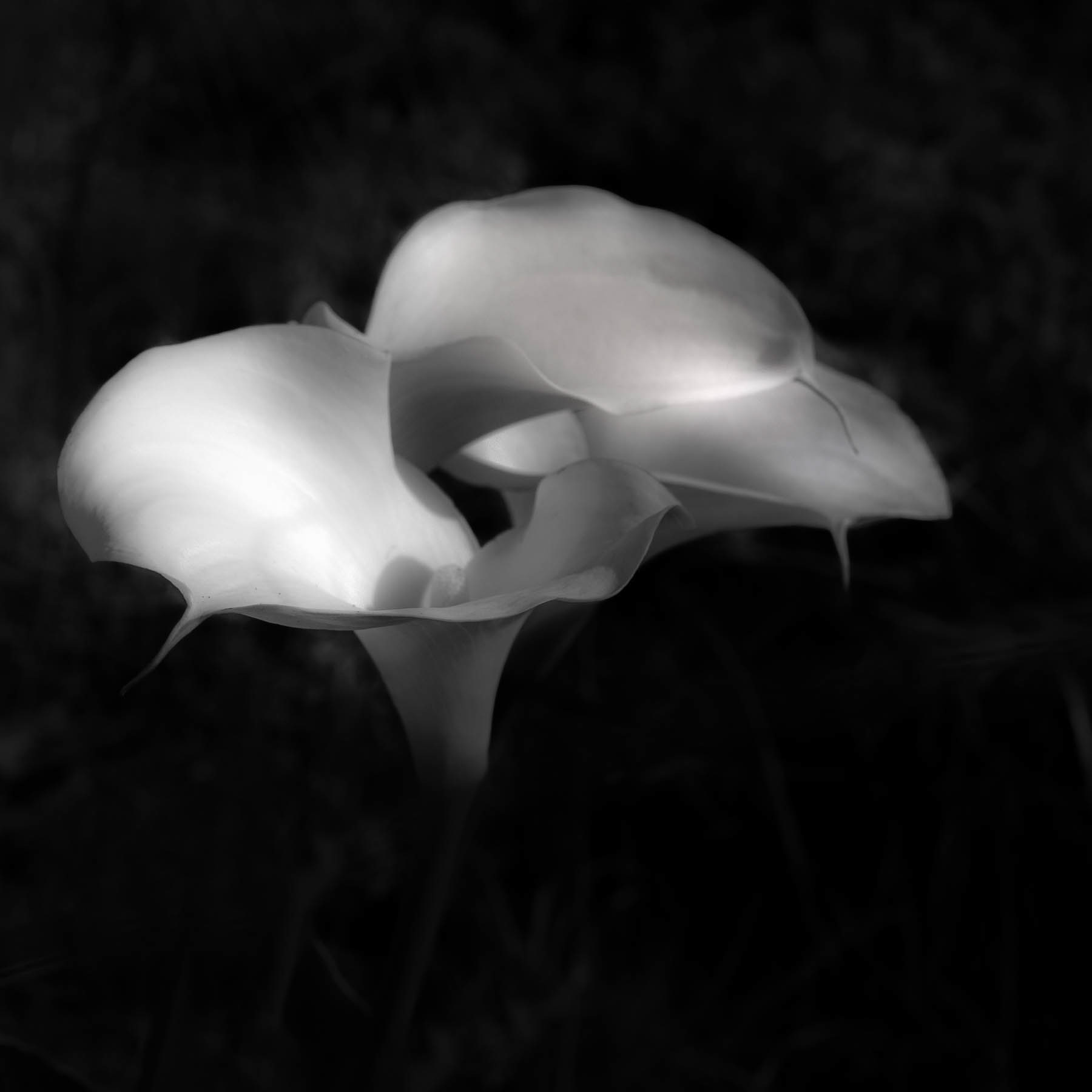 ARUM #10