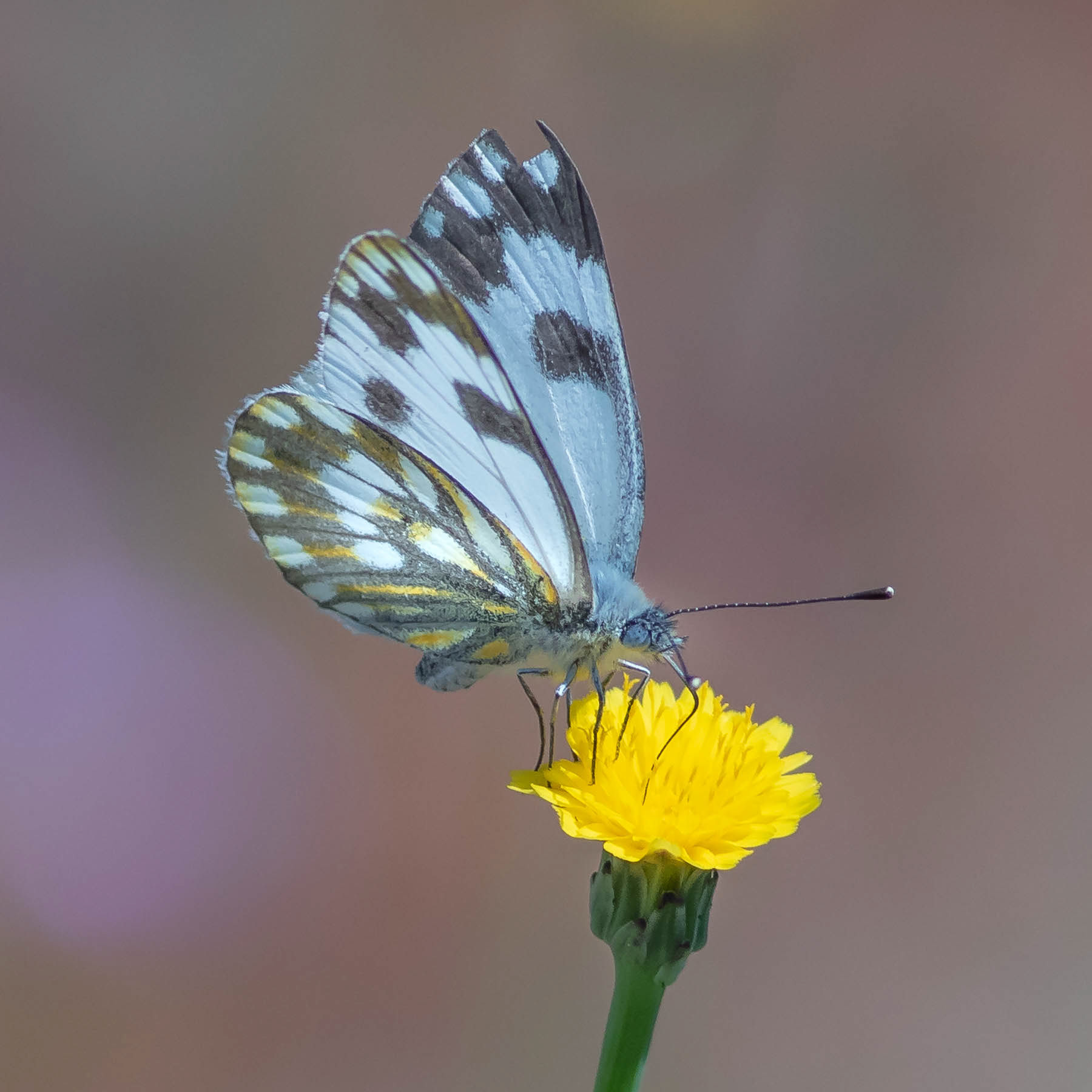 Meadow White #14