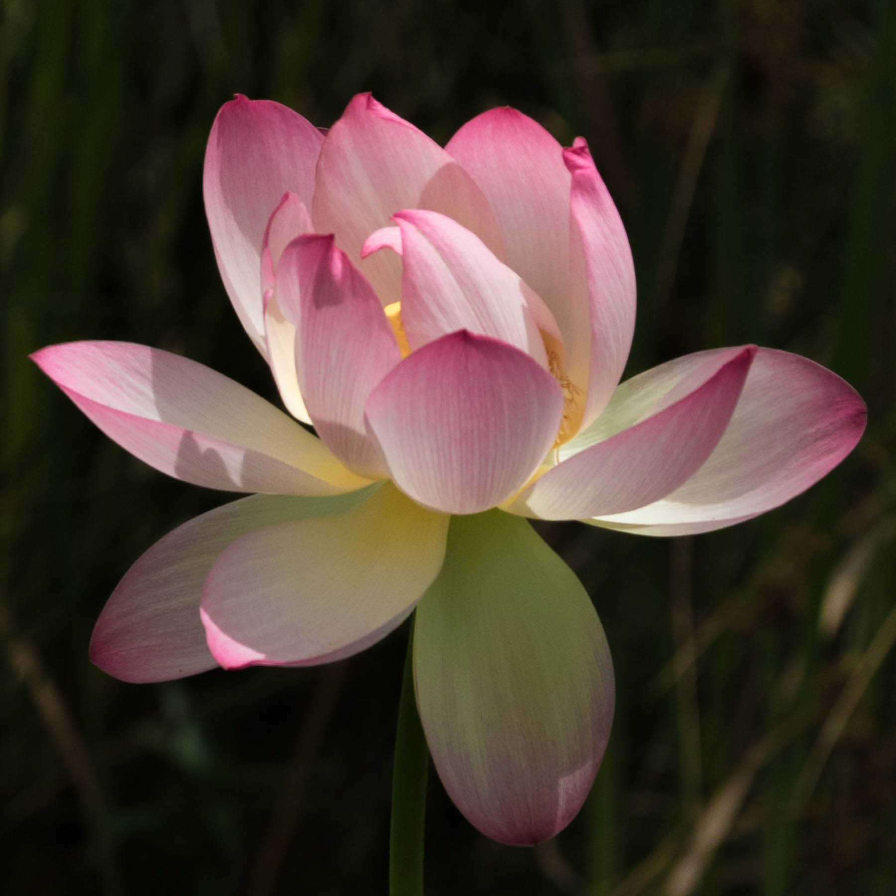 Lotus Flower #1