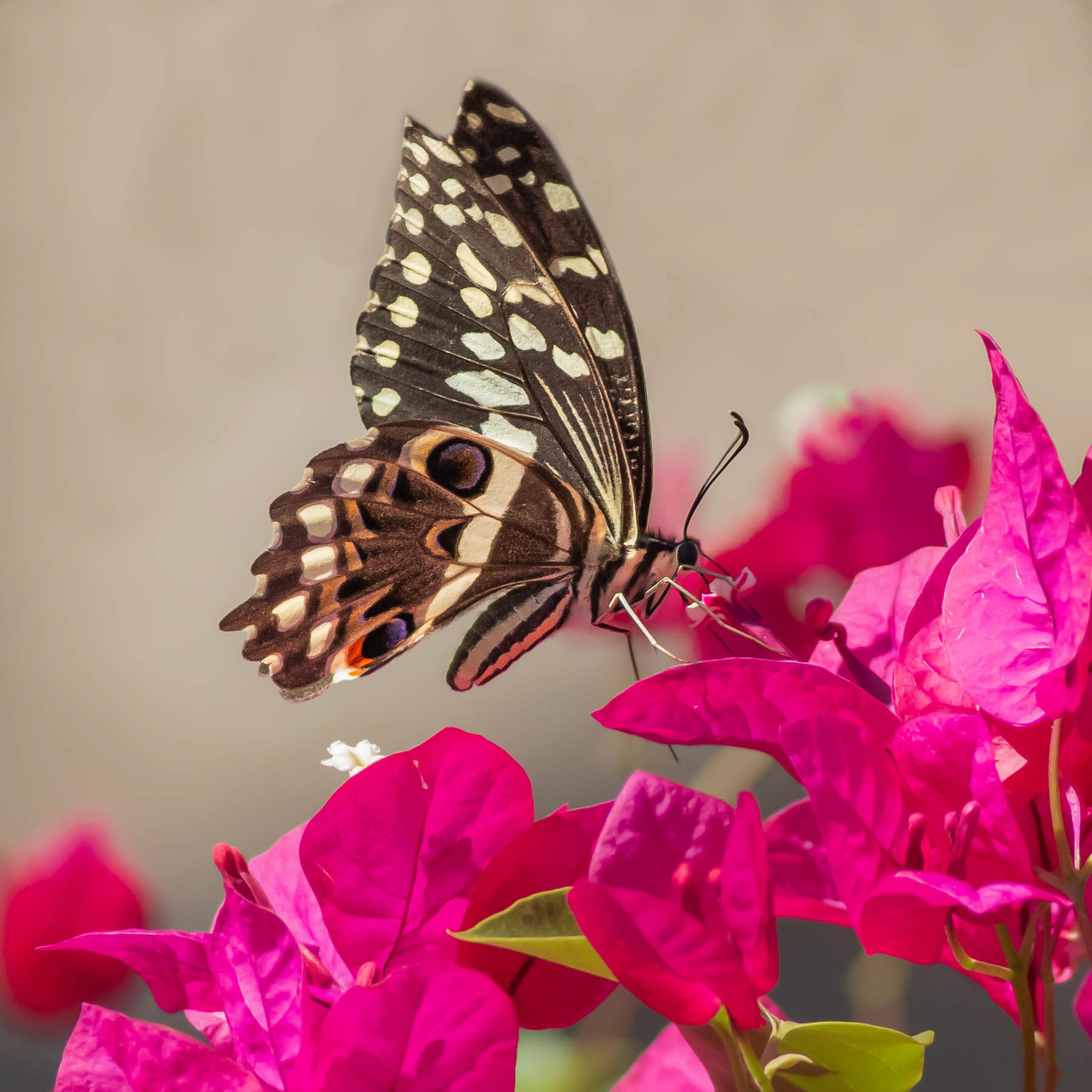 Citrus Swallowtail#14