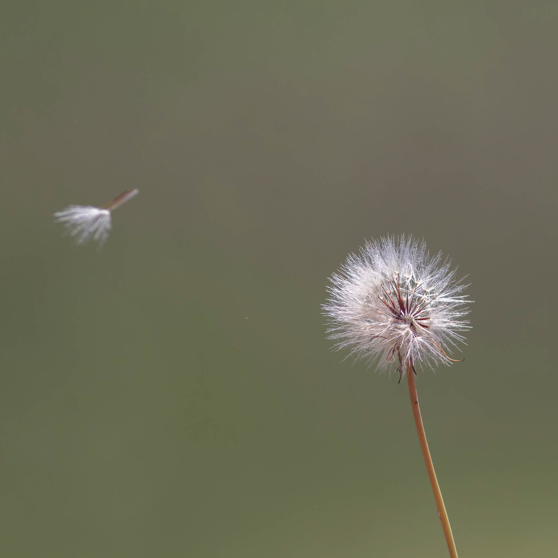 Dandylion#1