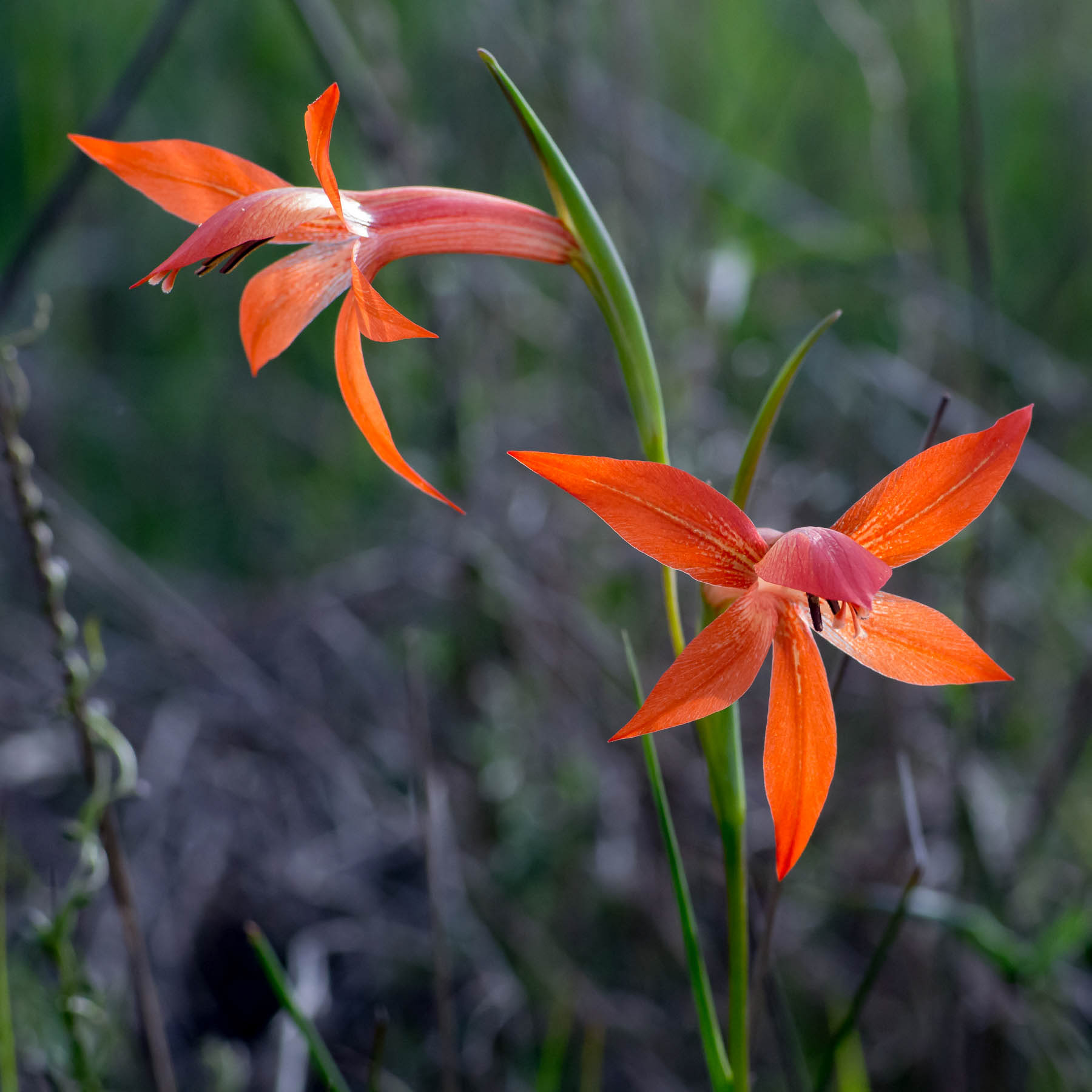 Watsonia Gladiolus
