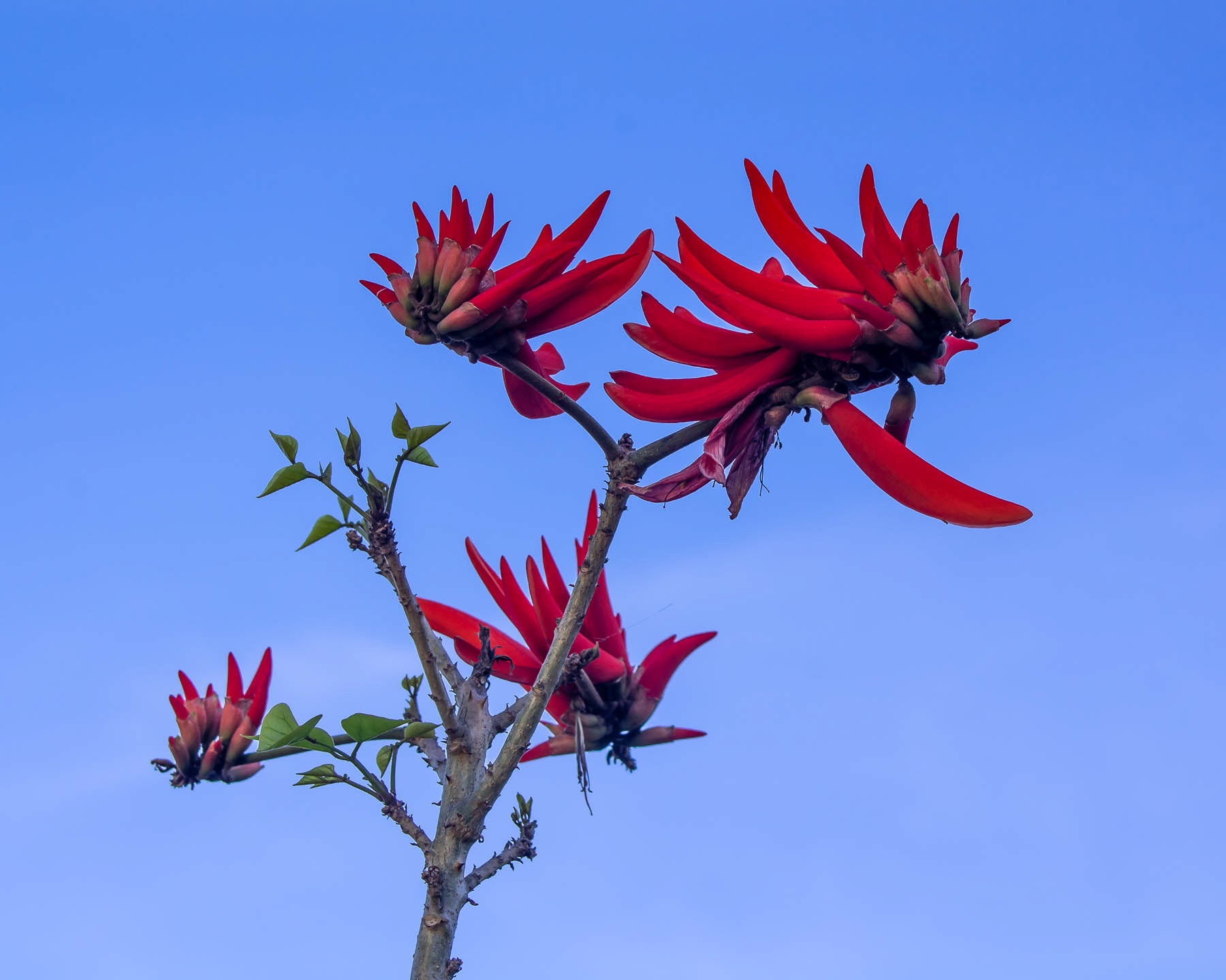 Erythrina Caffra #3
