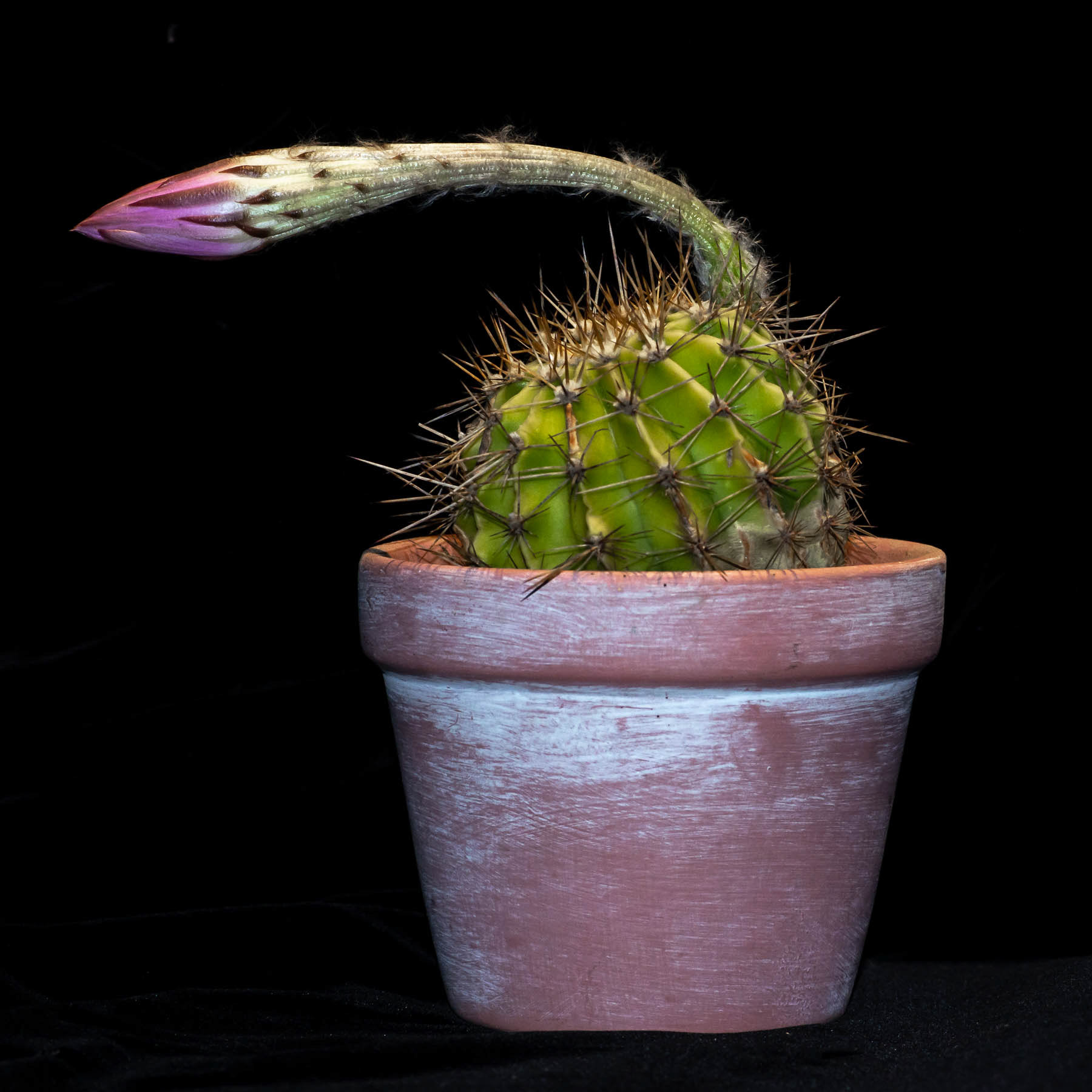 Cactus #1