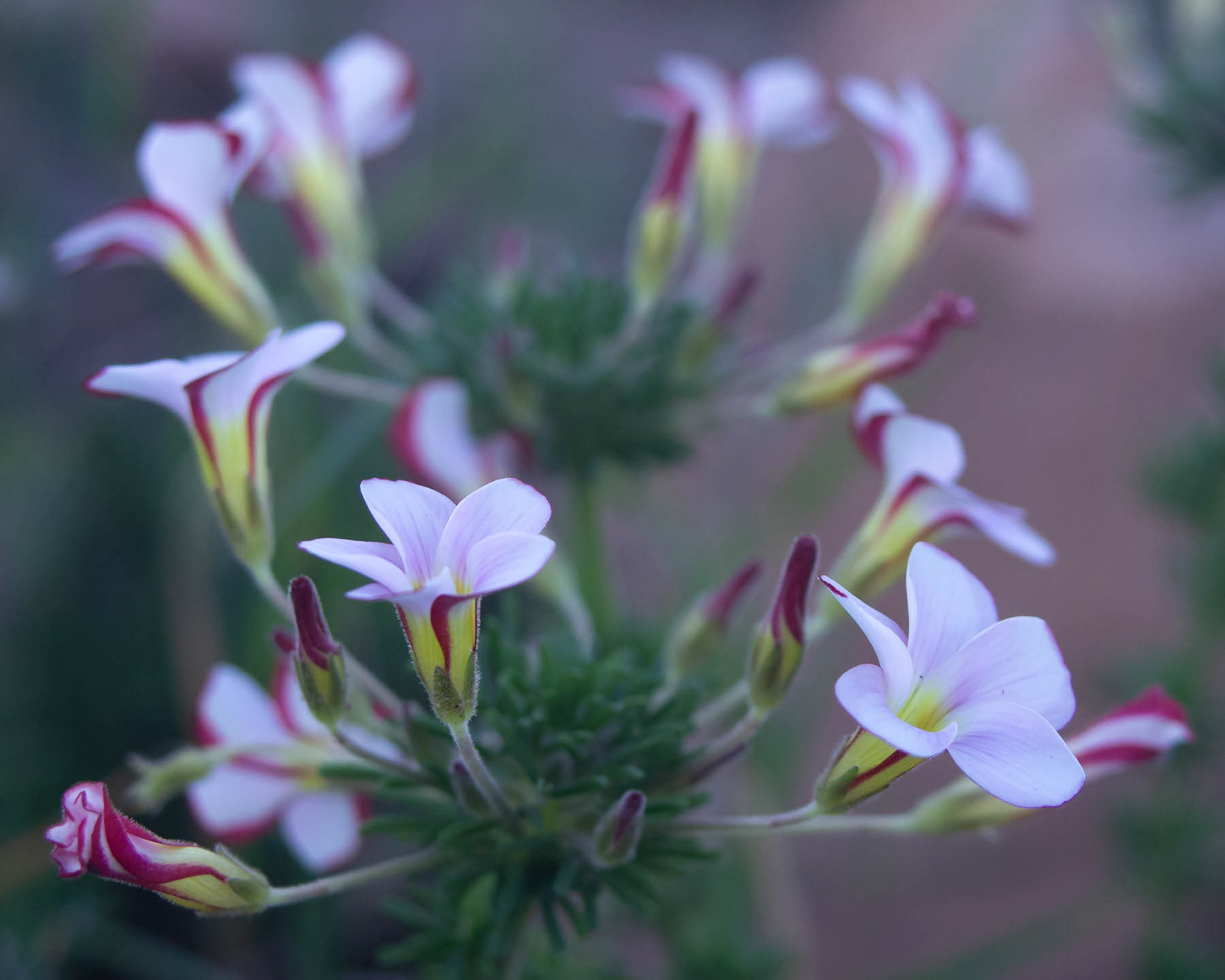 Candy-cane Oxalis #2