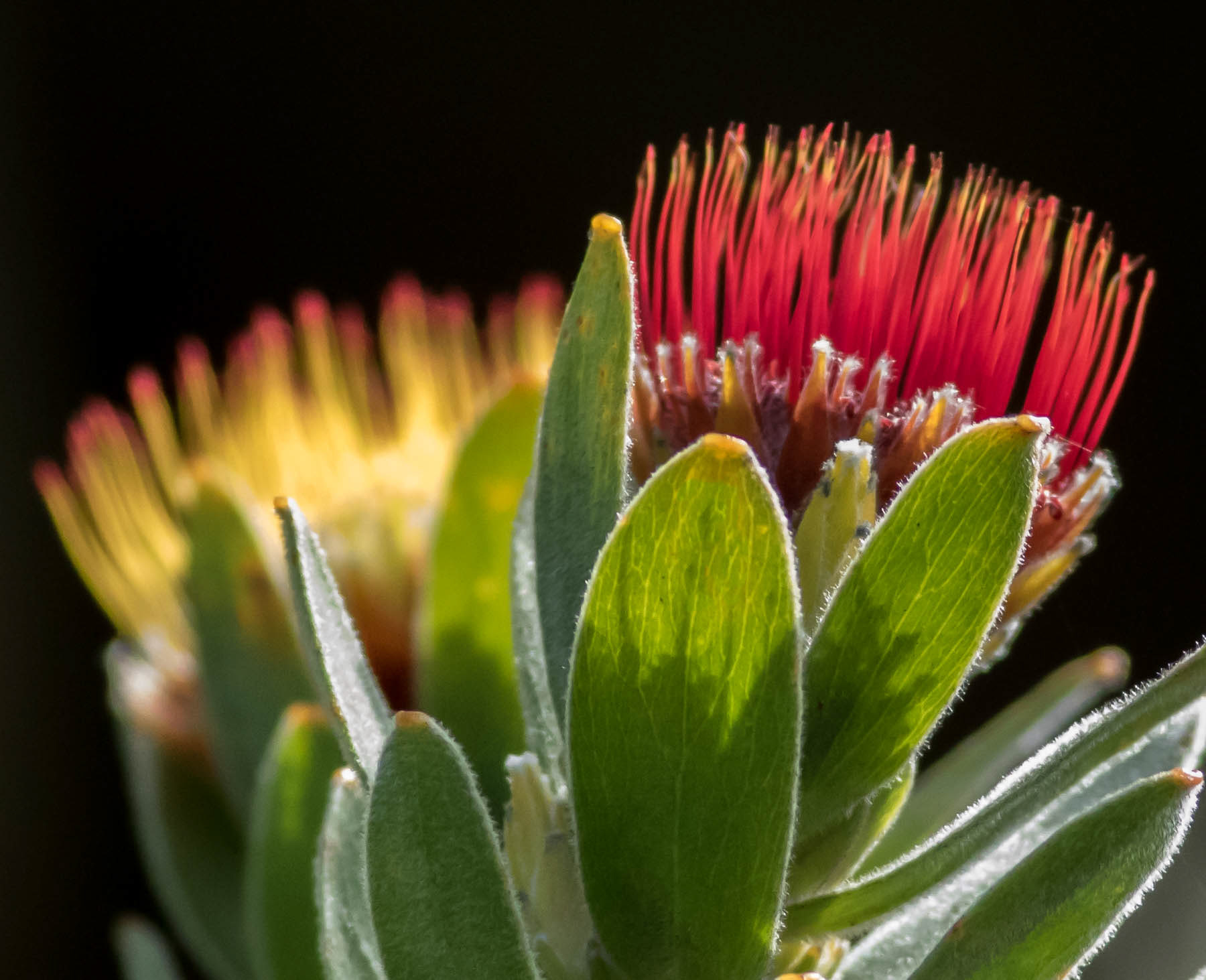 Protea #8