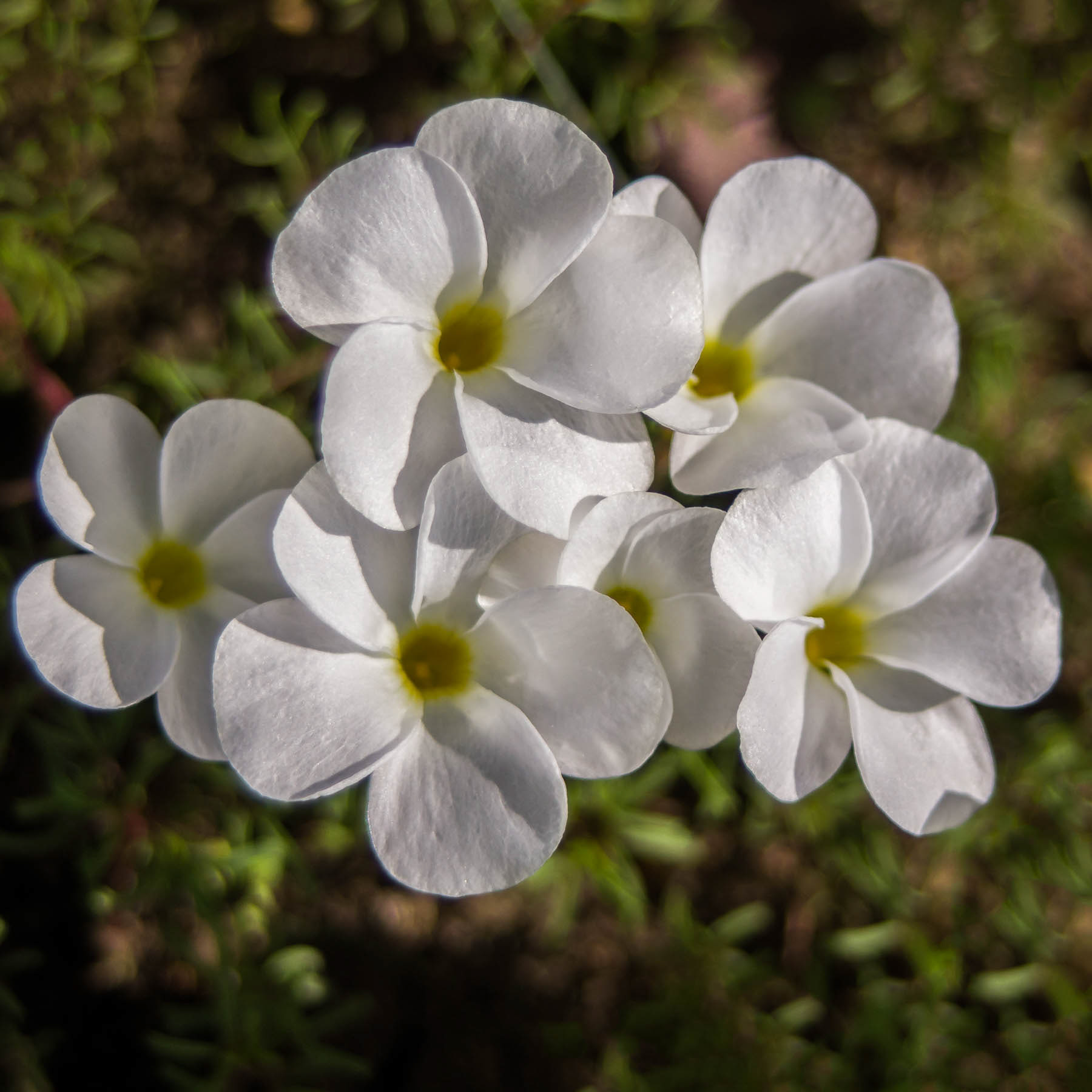 White Oxalis