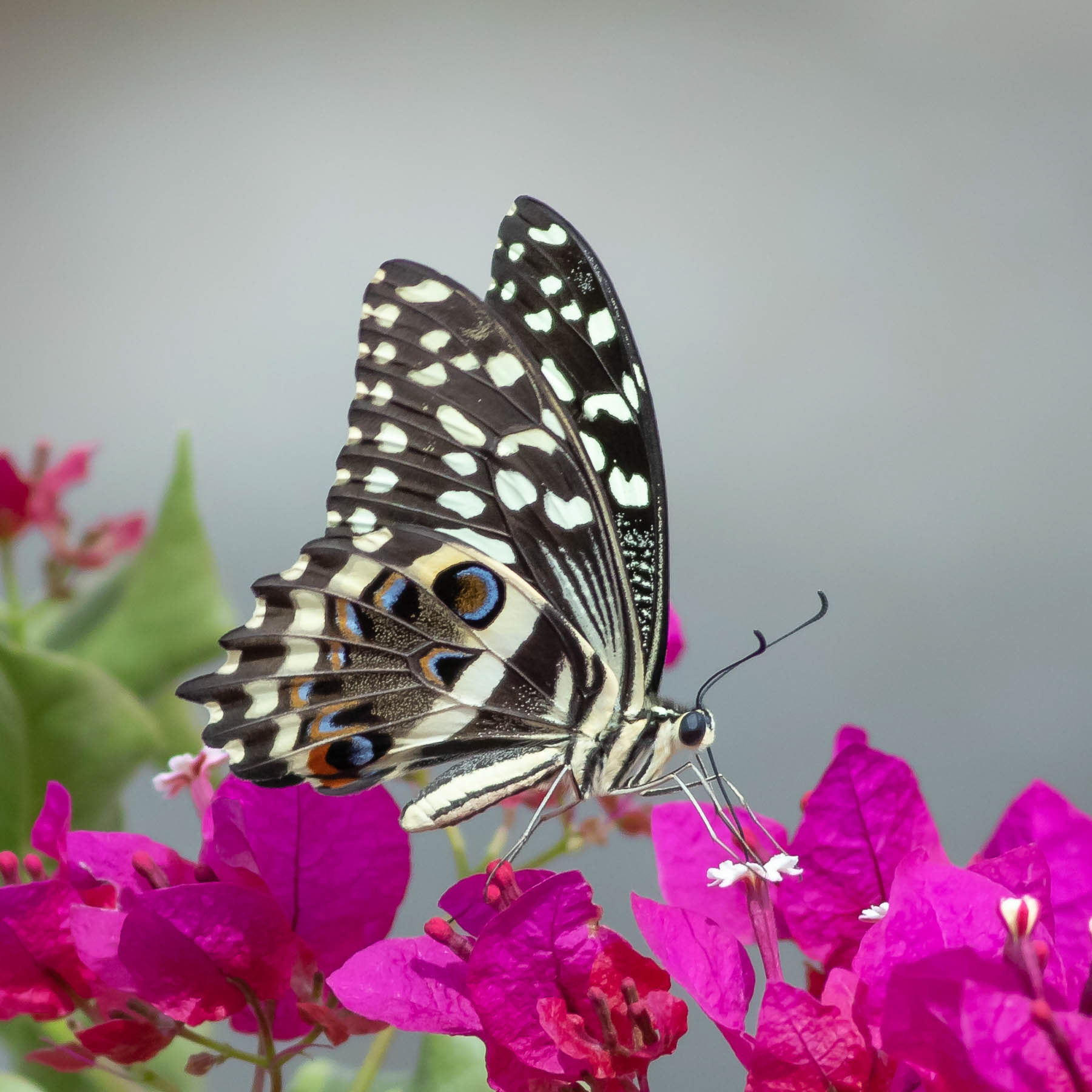 Citrus Swallowtail #2