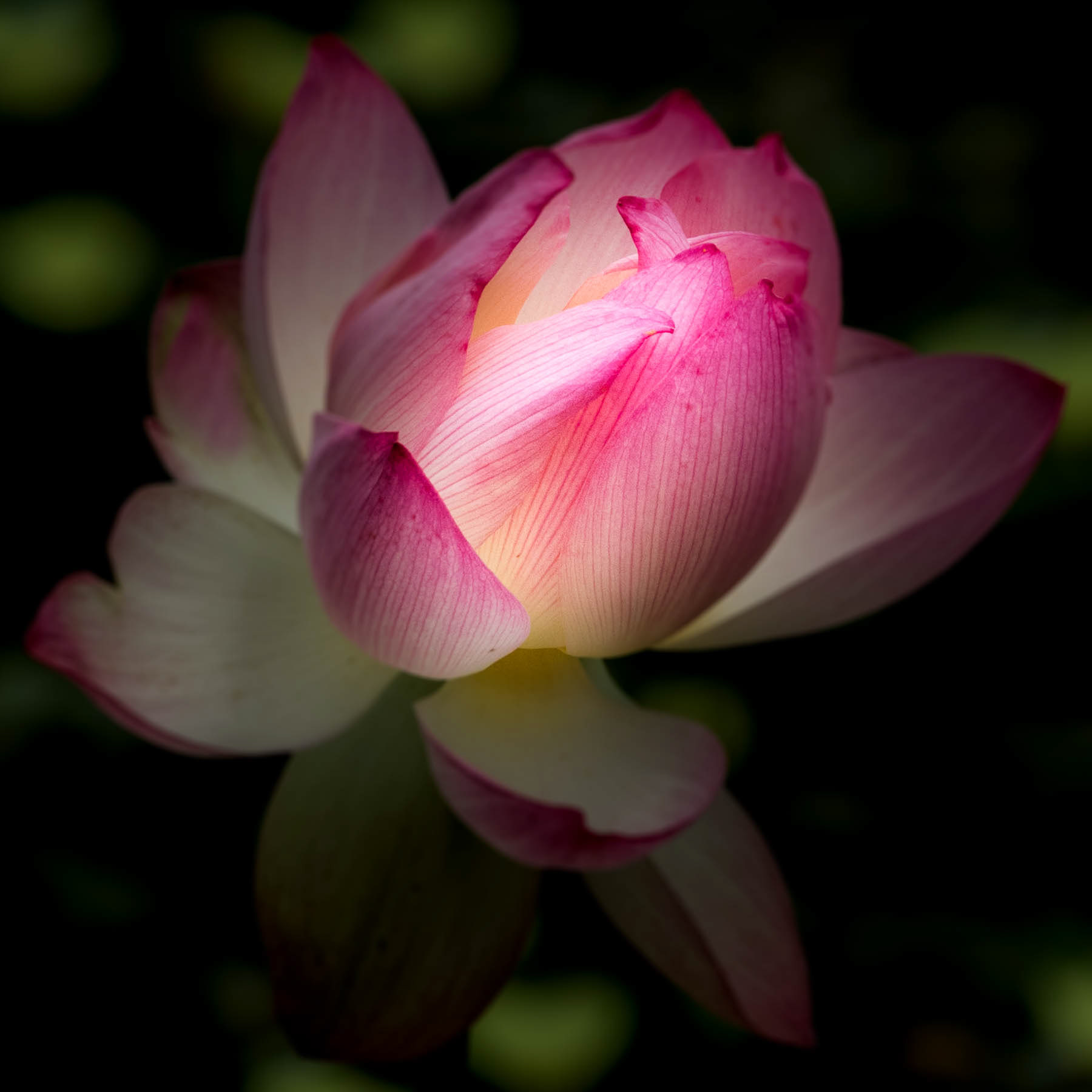 Lotus Flower #3