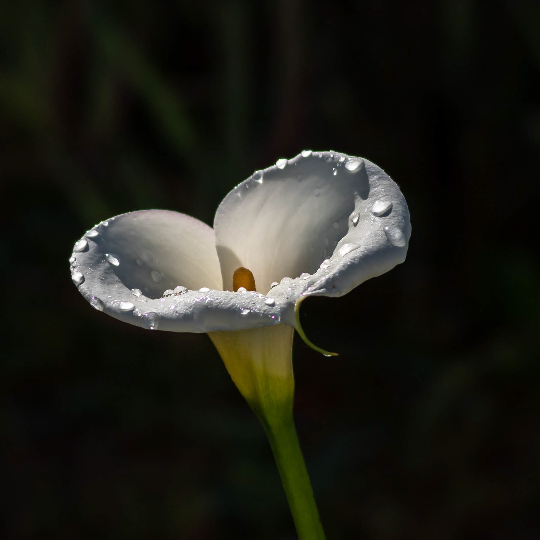 Arum #6
