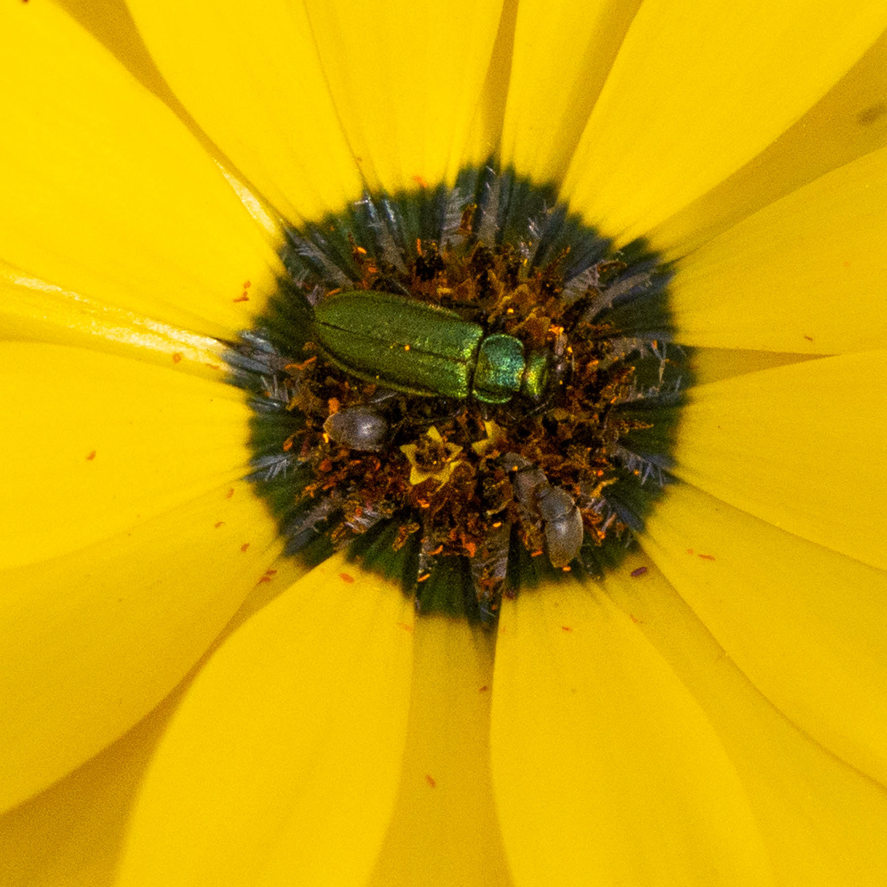 Daisy #11