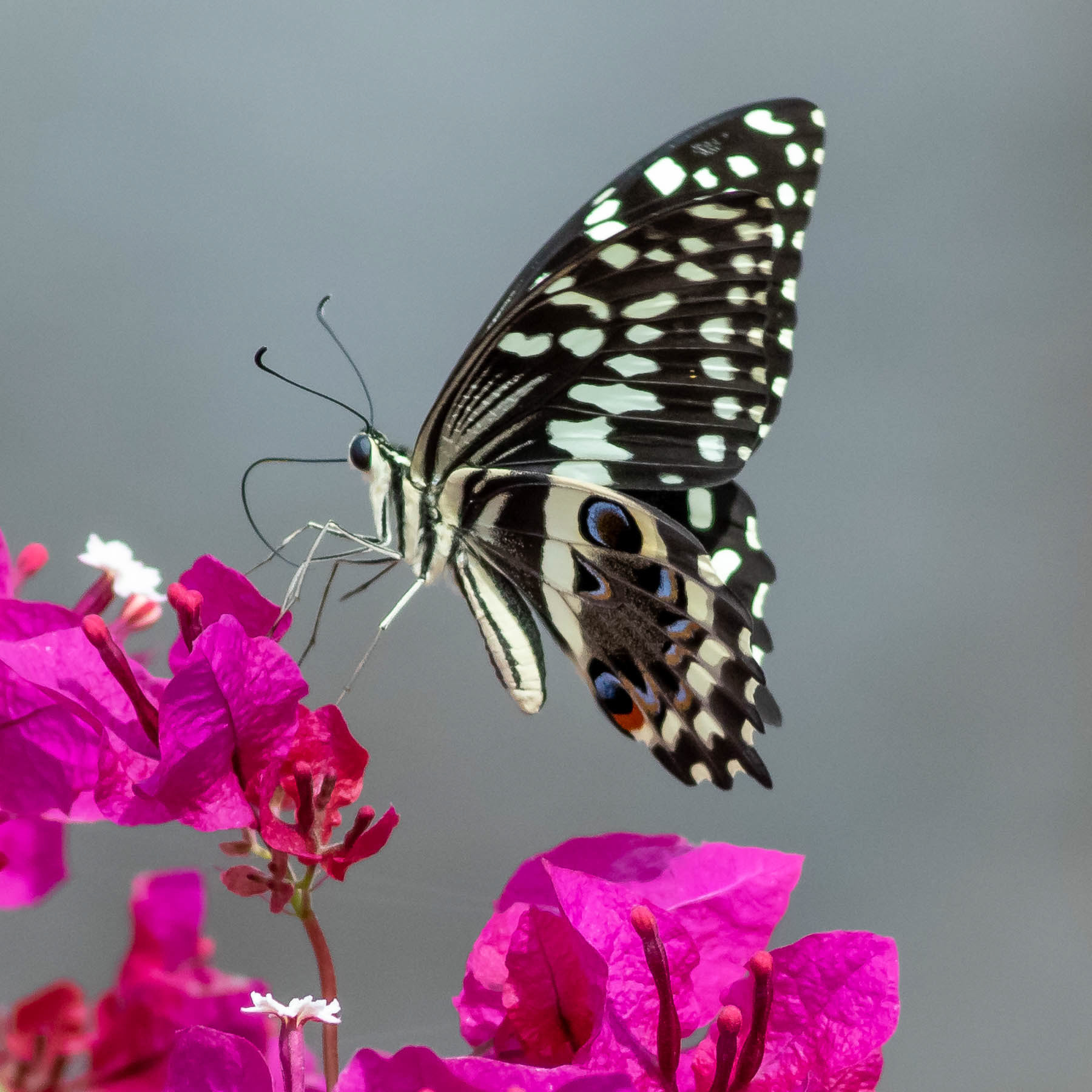 Citrus Swallowtail #7