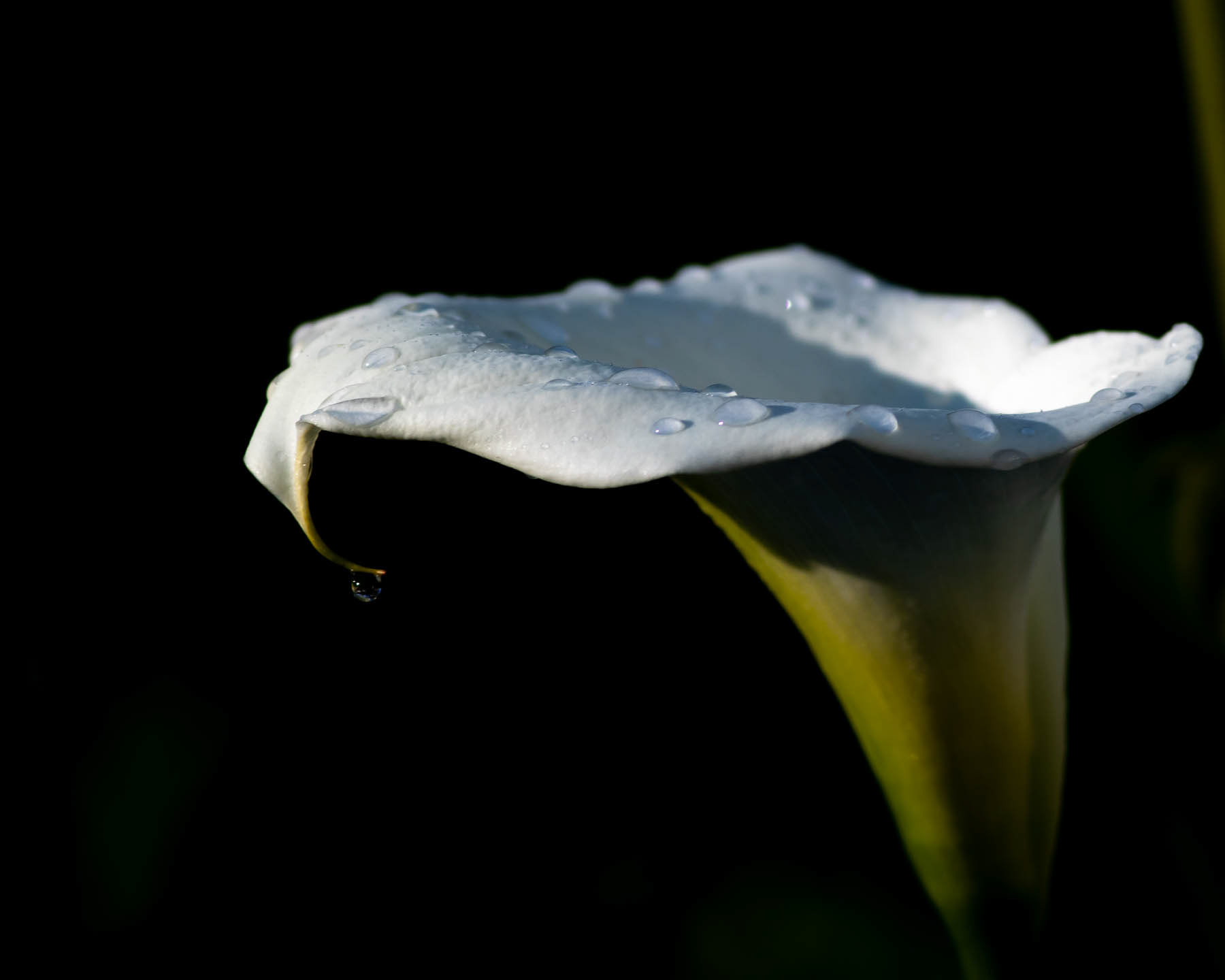 Arum #4