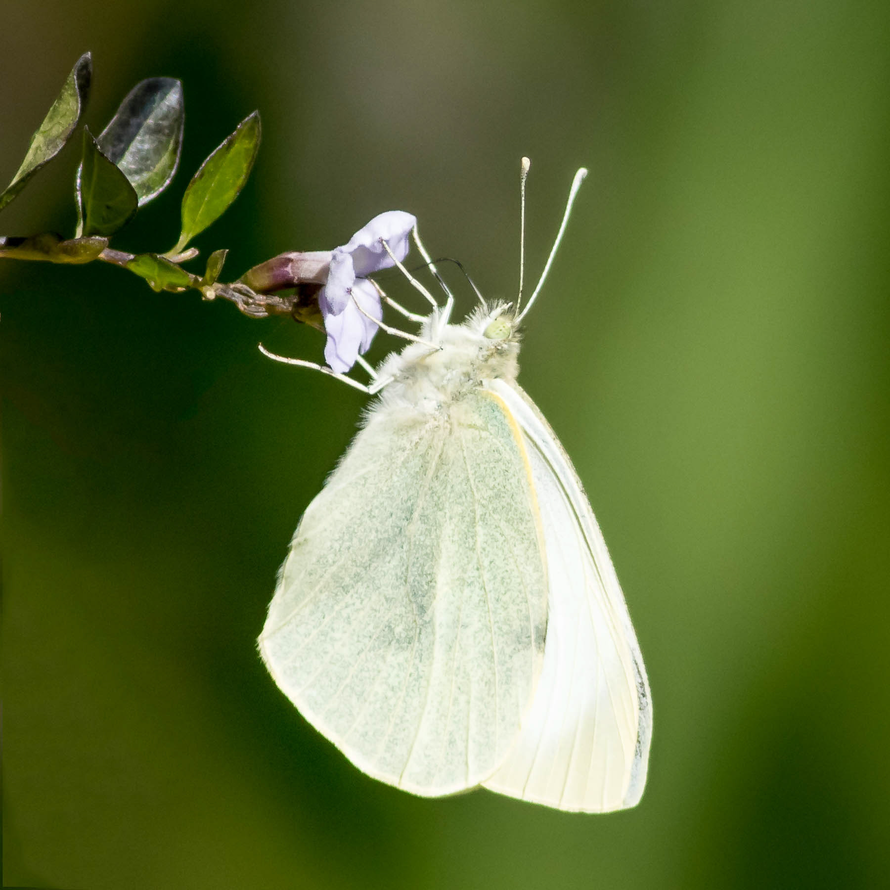 Cabbage White #1