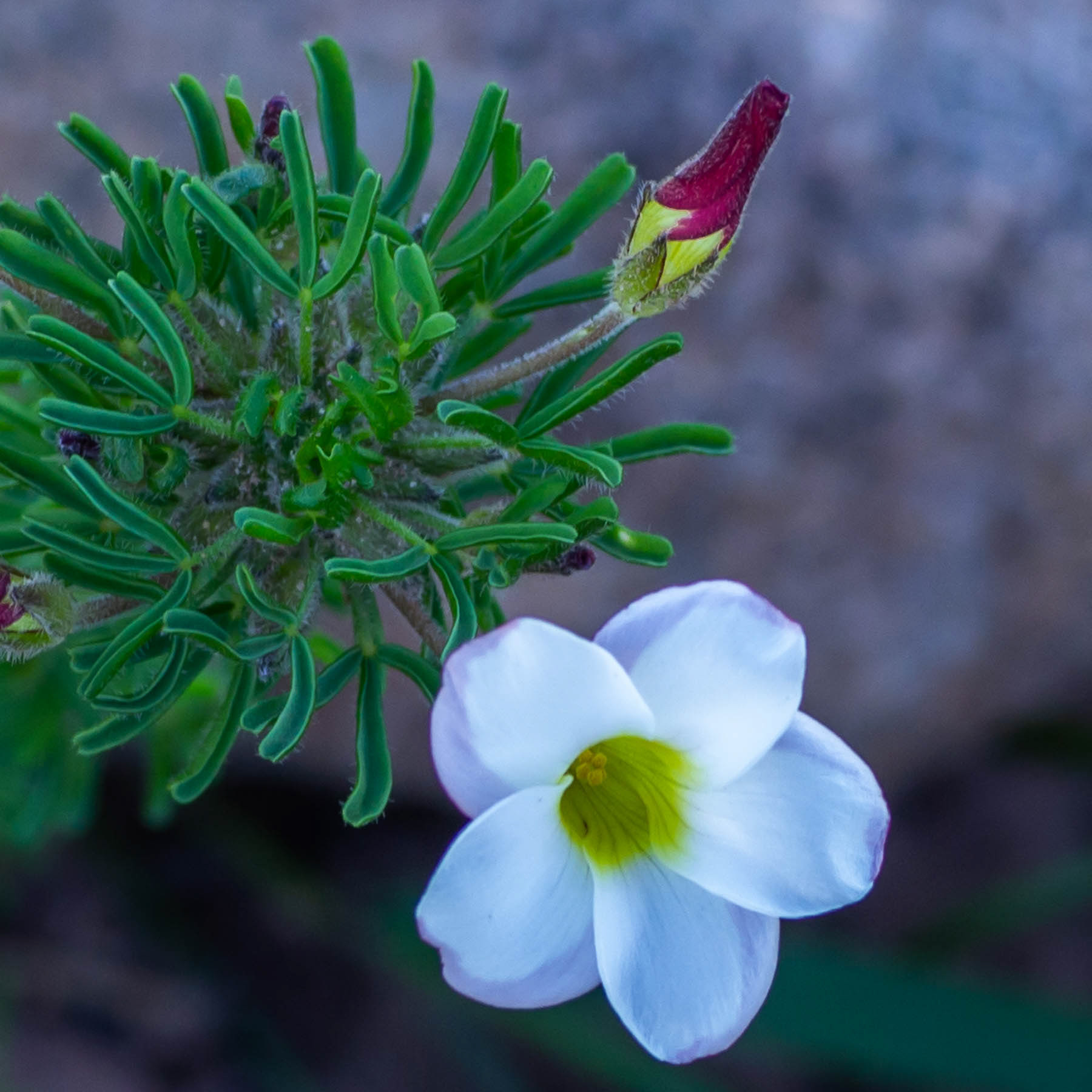 Candy-cane Oxalis