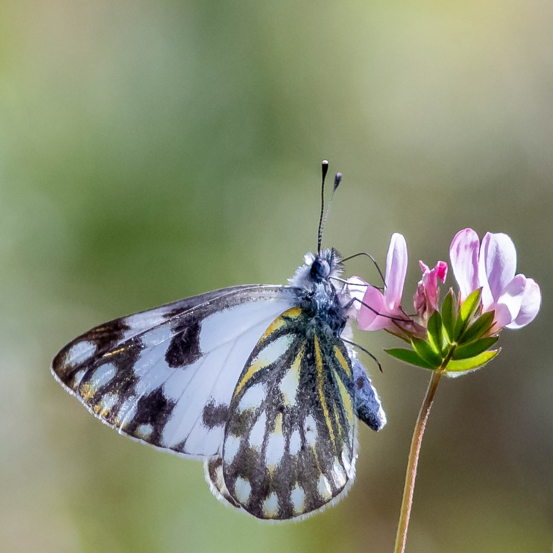 Meadow White #5