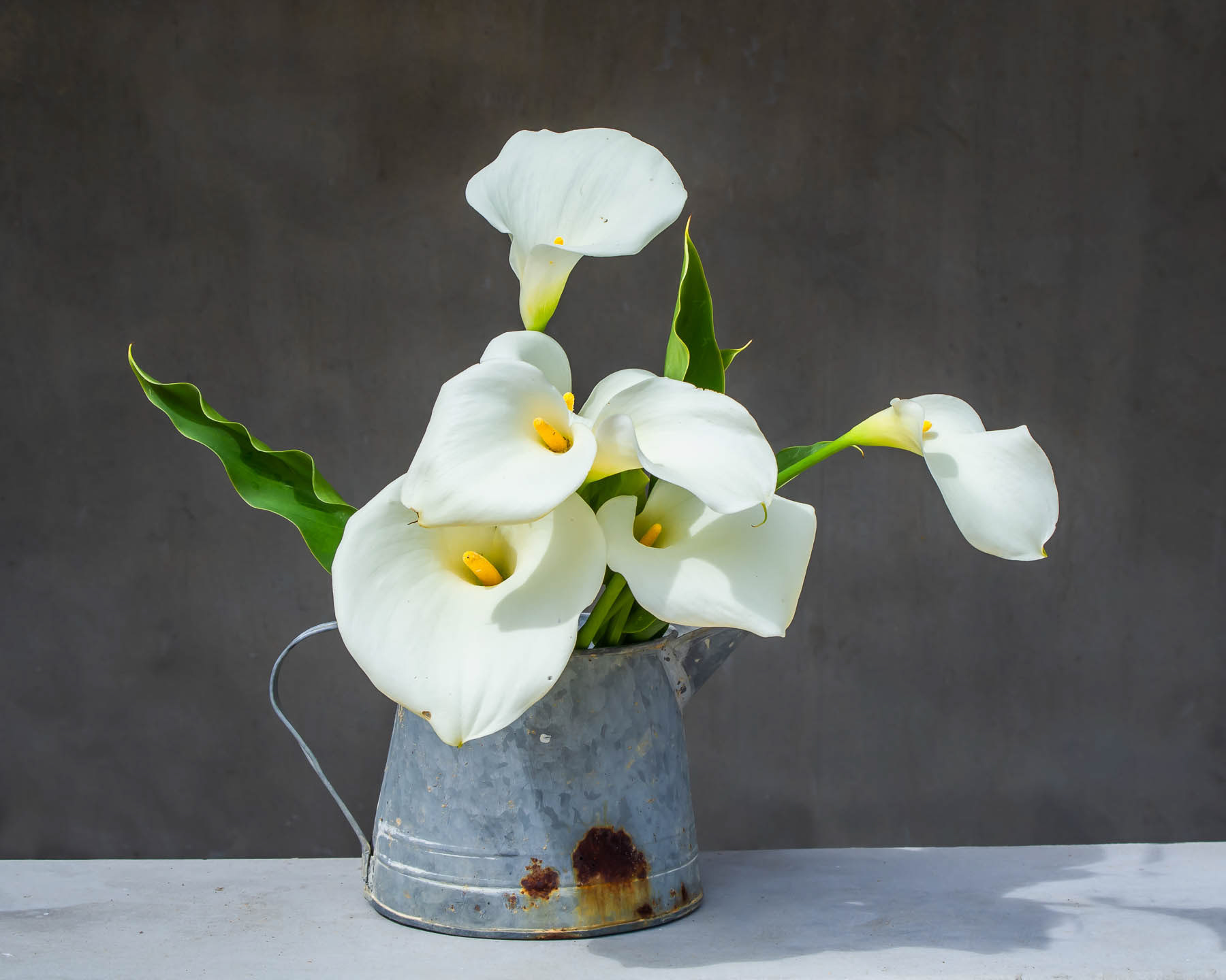 ARUM#13