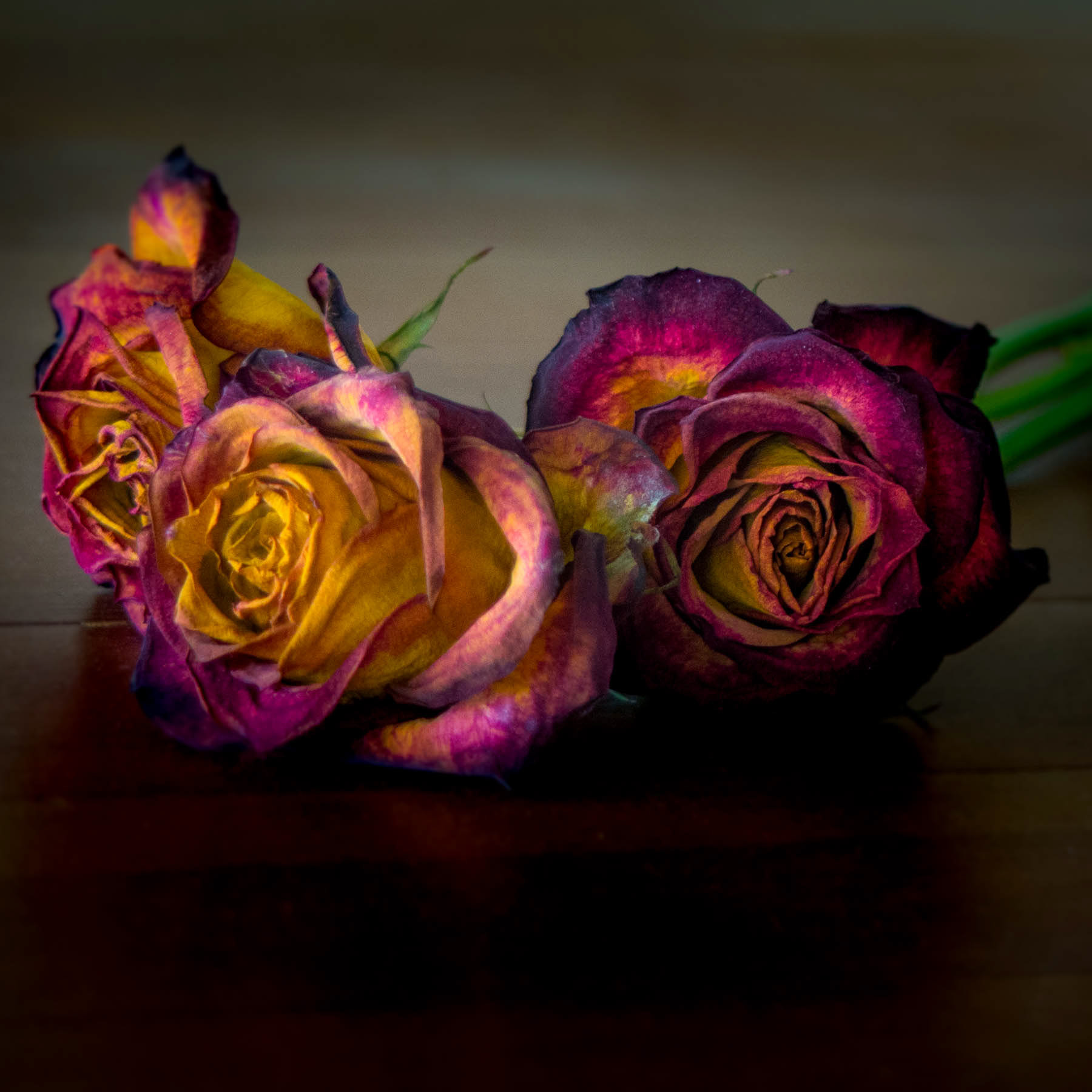 Shiraz Rose #2