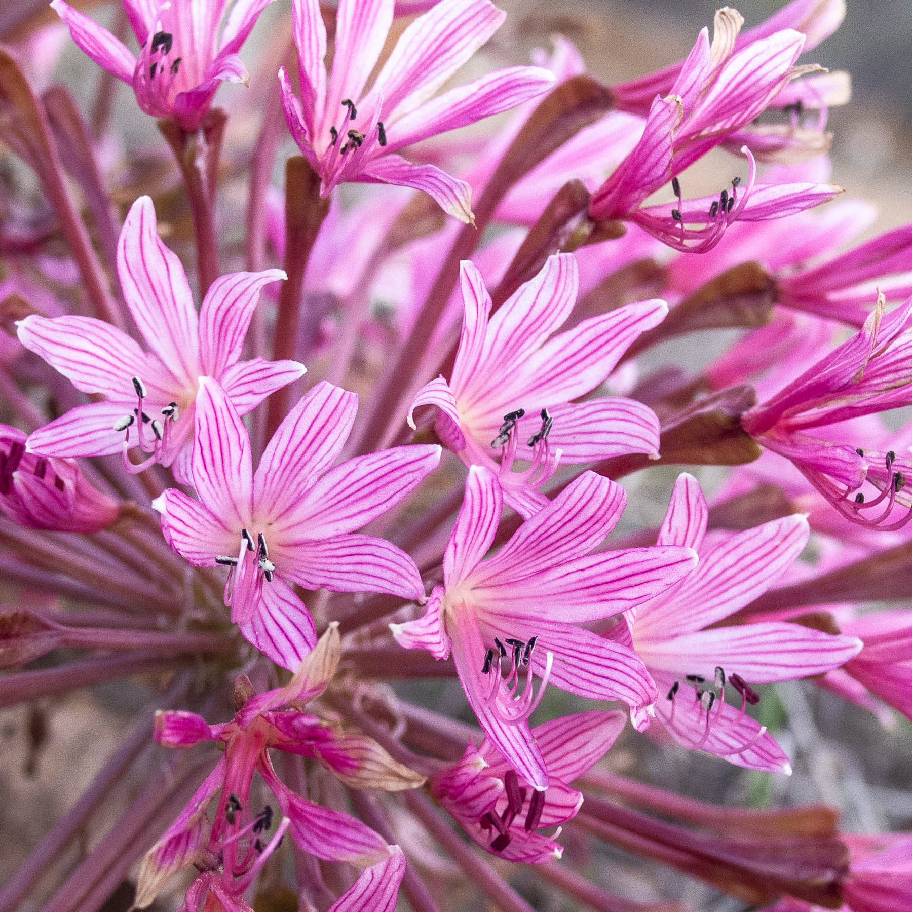 Brunsvigia #4