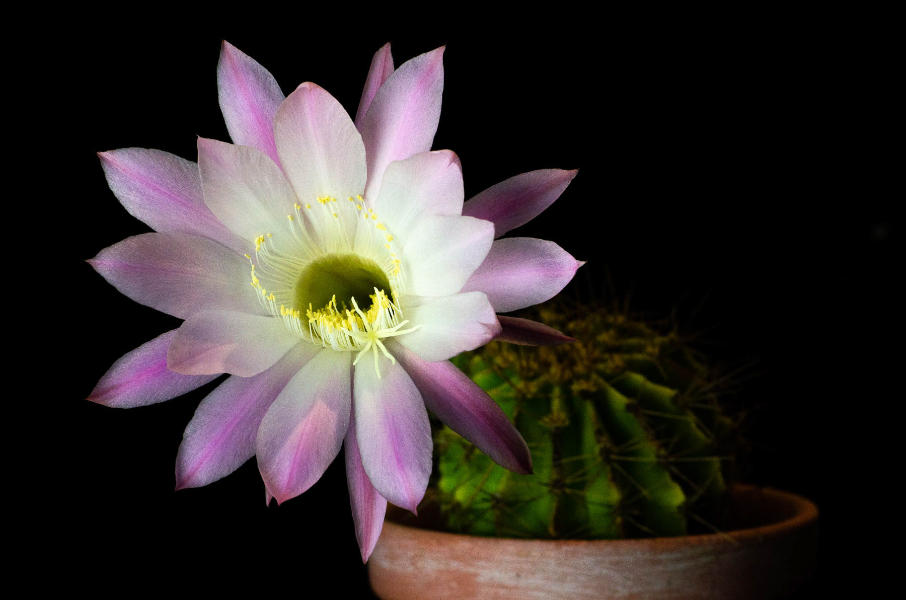 Cactus #3