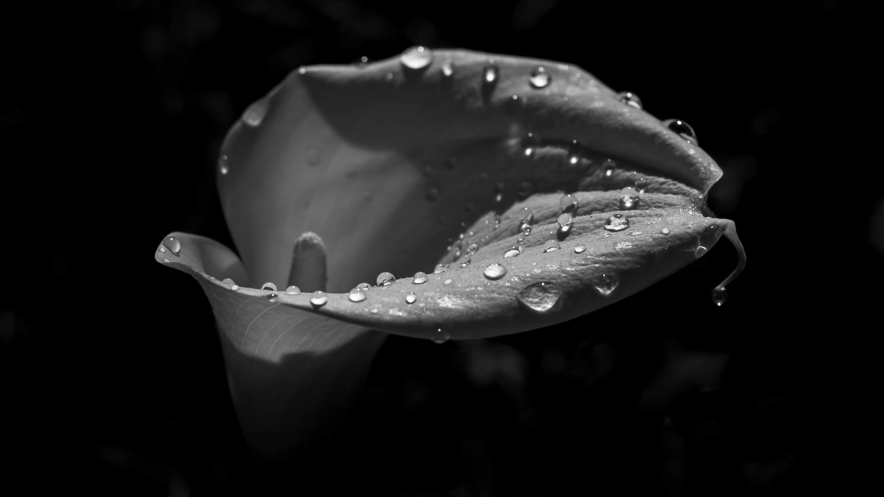 Arum #1