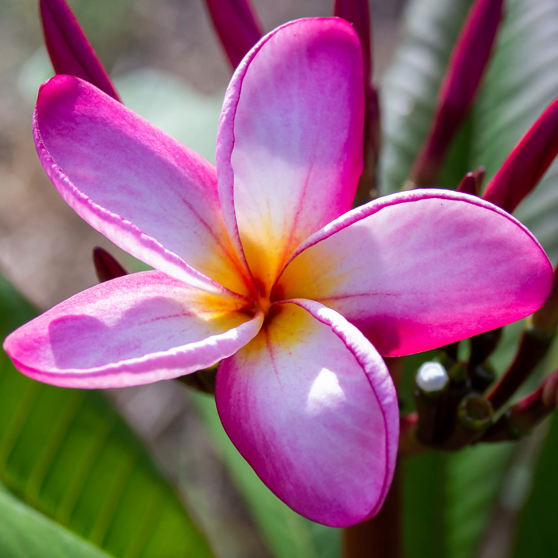 Frangipani #1
