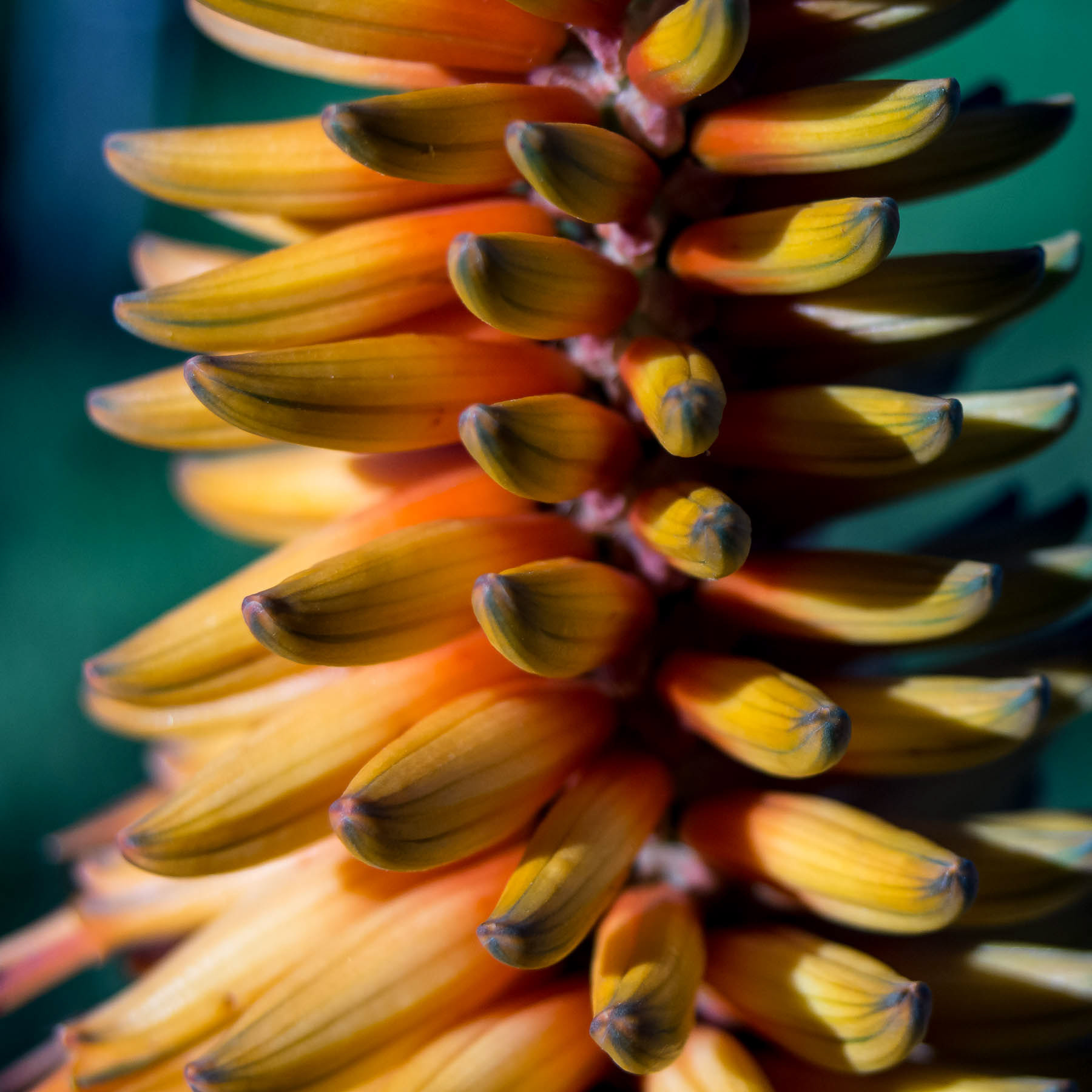 Aloe #3