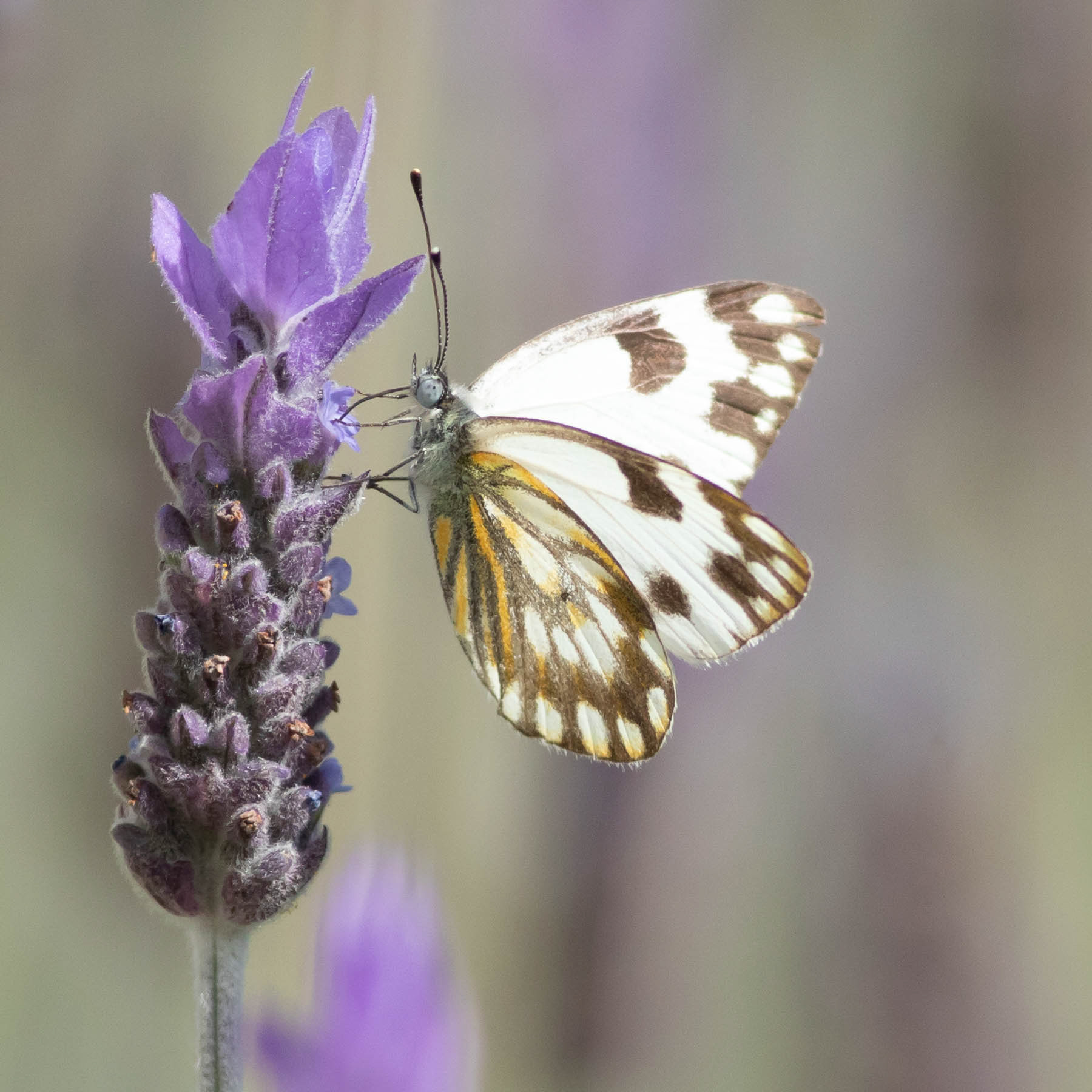 Meadow White #3