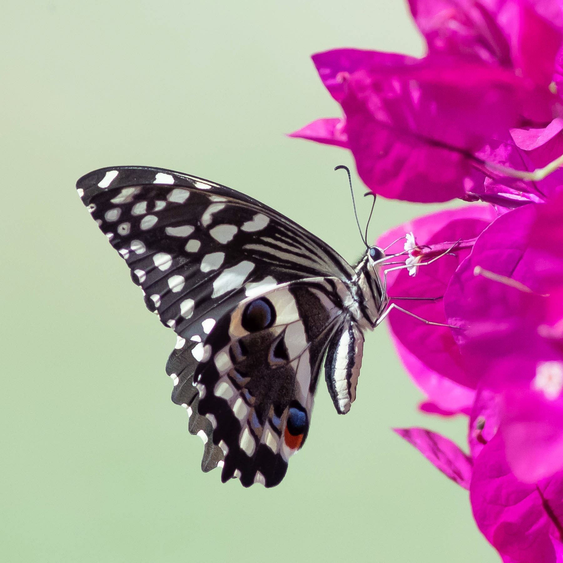 Citrus Swallowtail #10