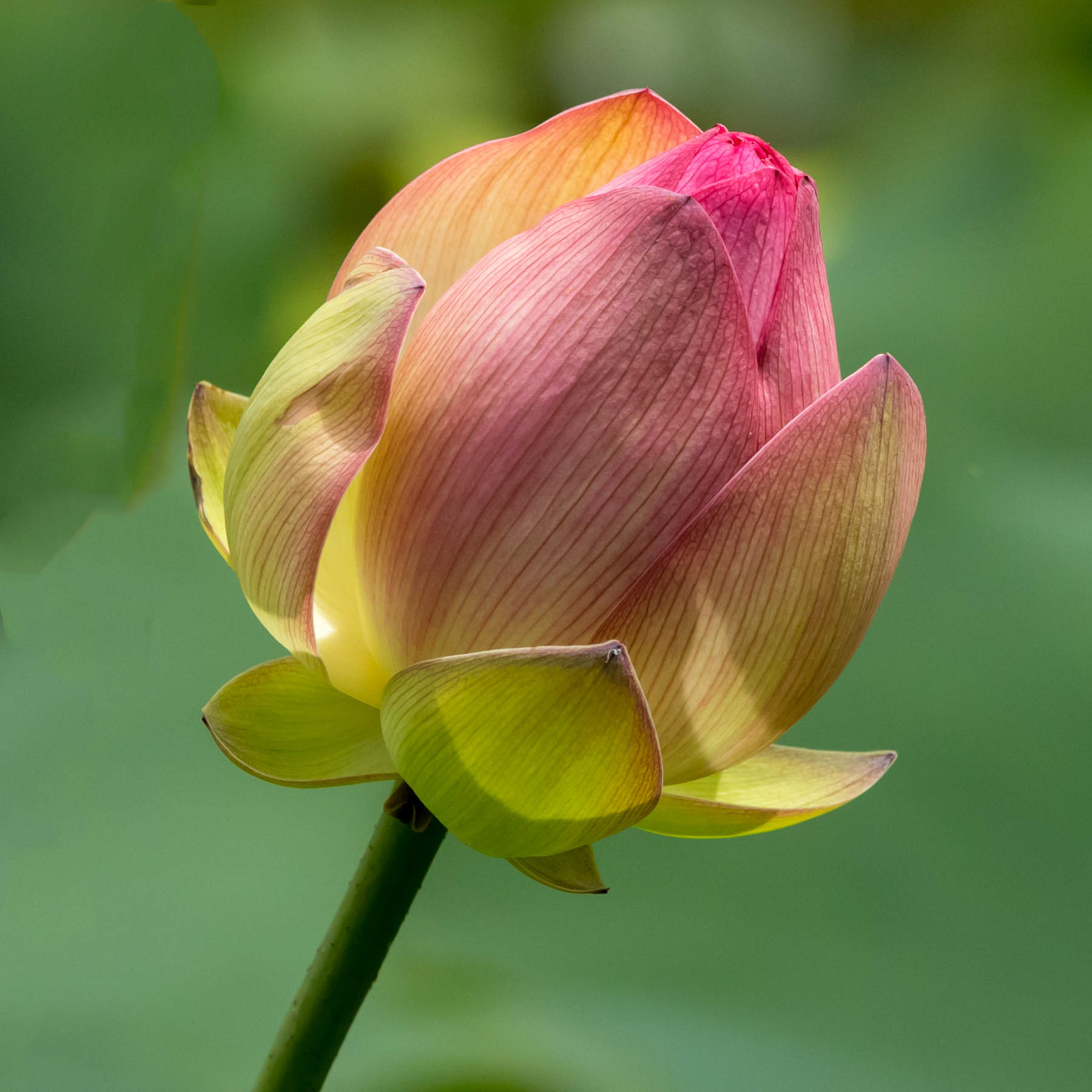 Lotus Flower #2