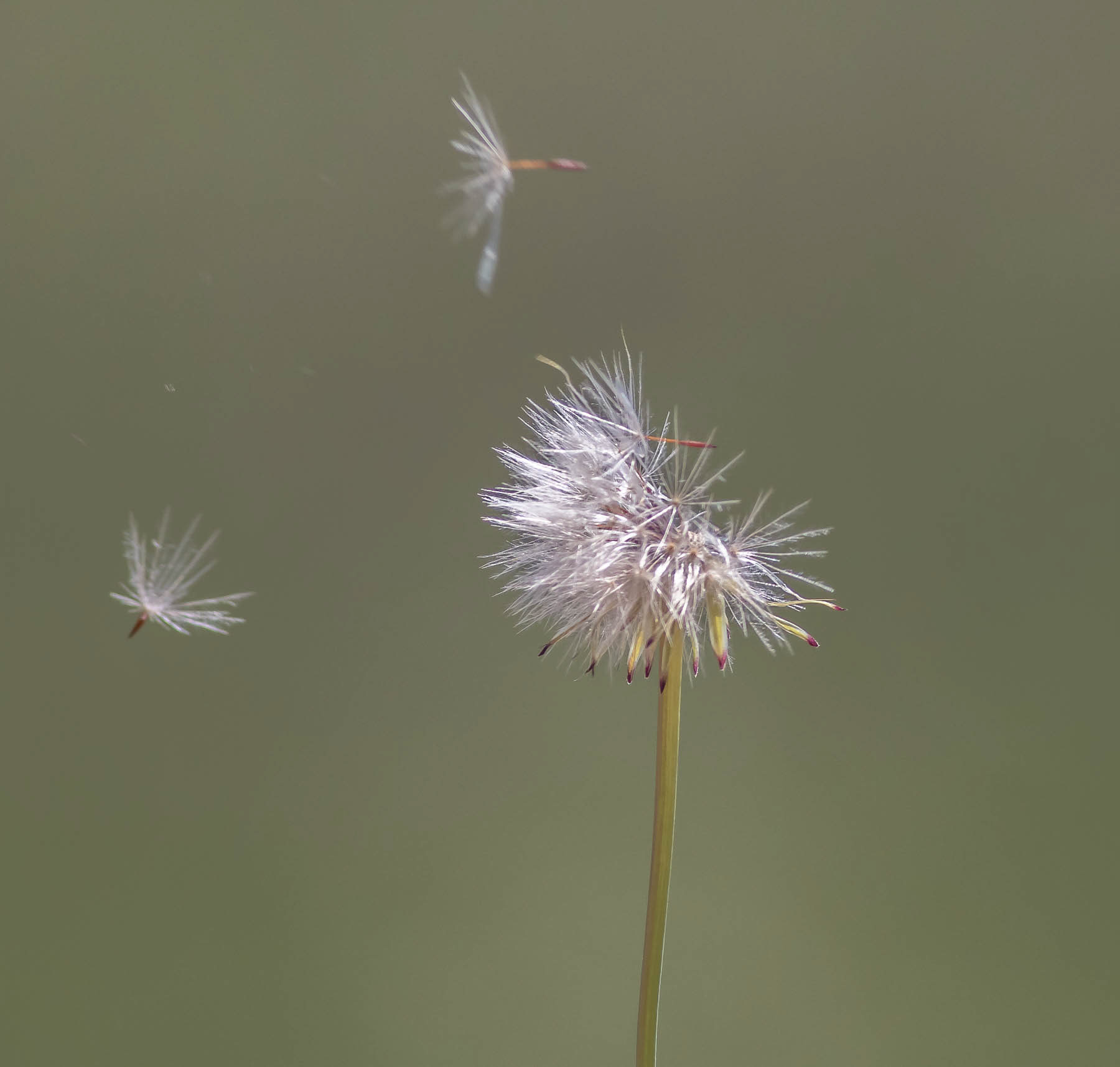 Dandylion#4