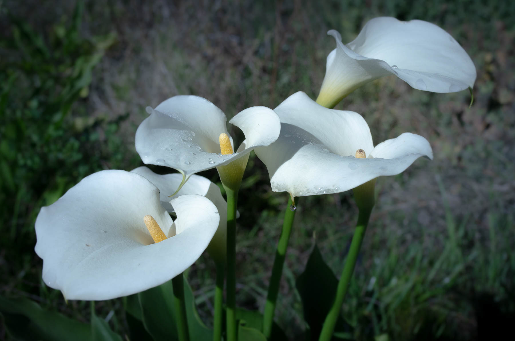 ARUM#8