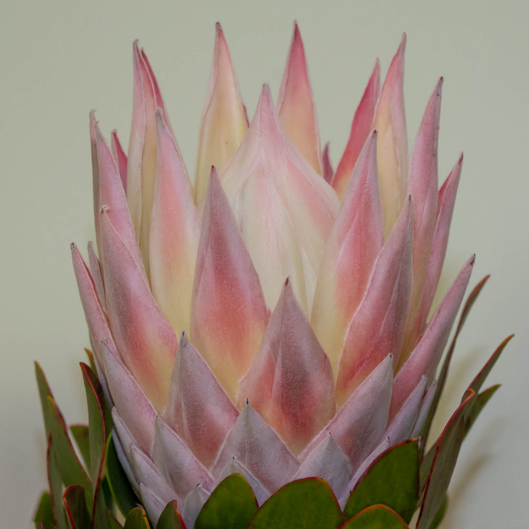 Protea #1