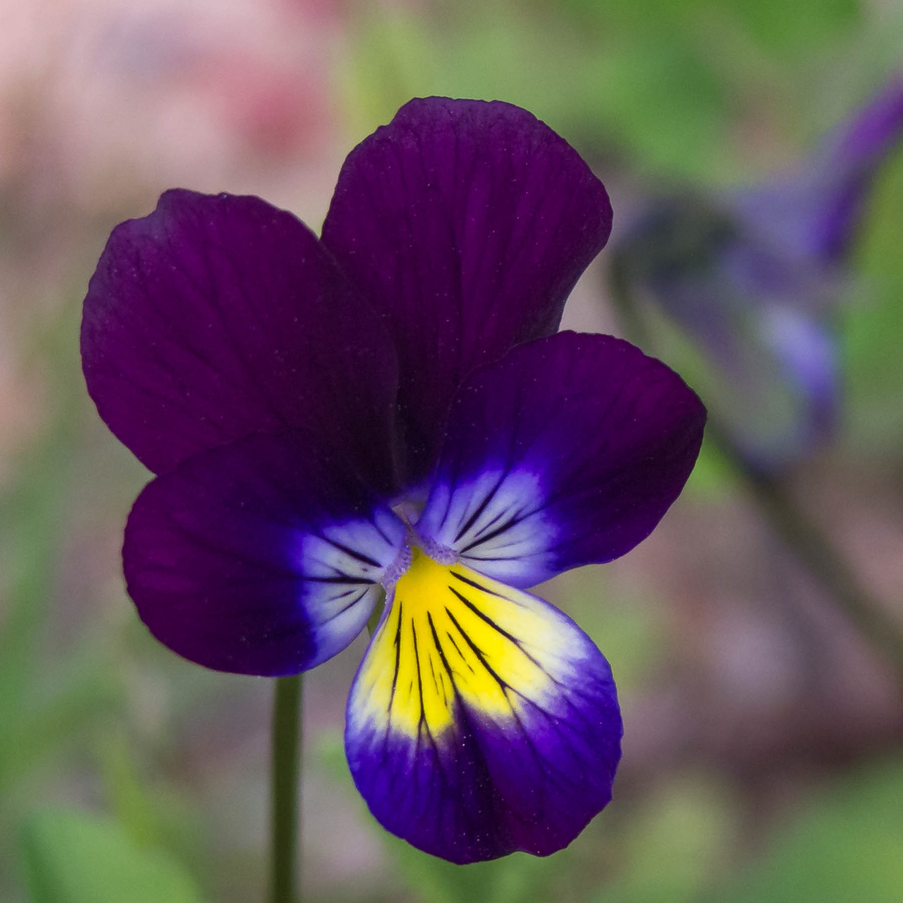 Viola