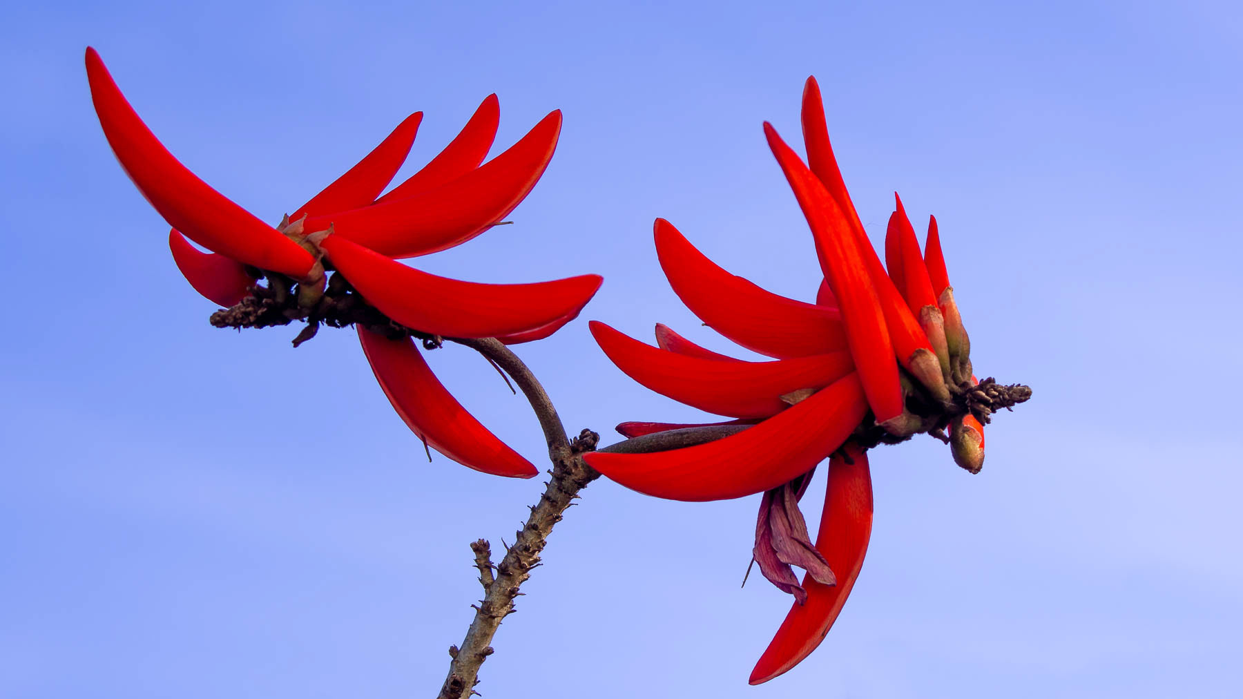 Erythrina Caffra #2