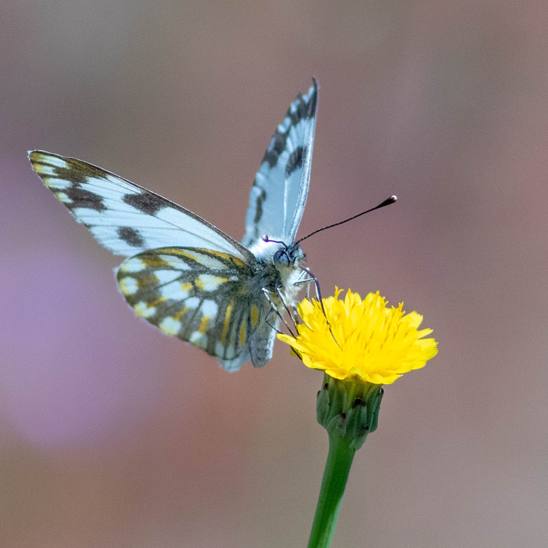 Meadow White #13