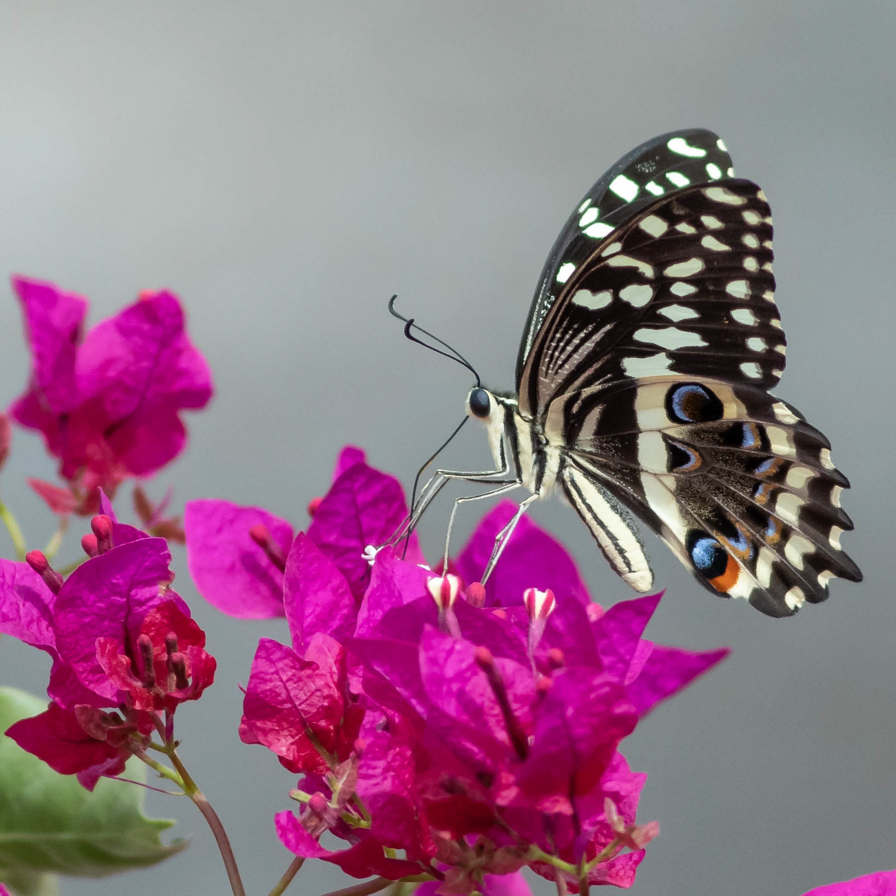 Citrus Swallowtail #4