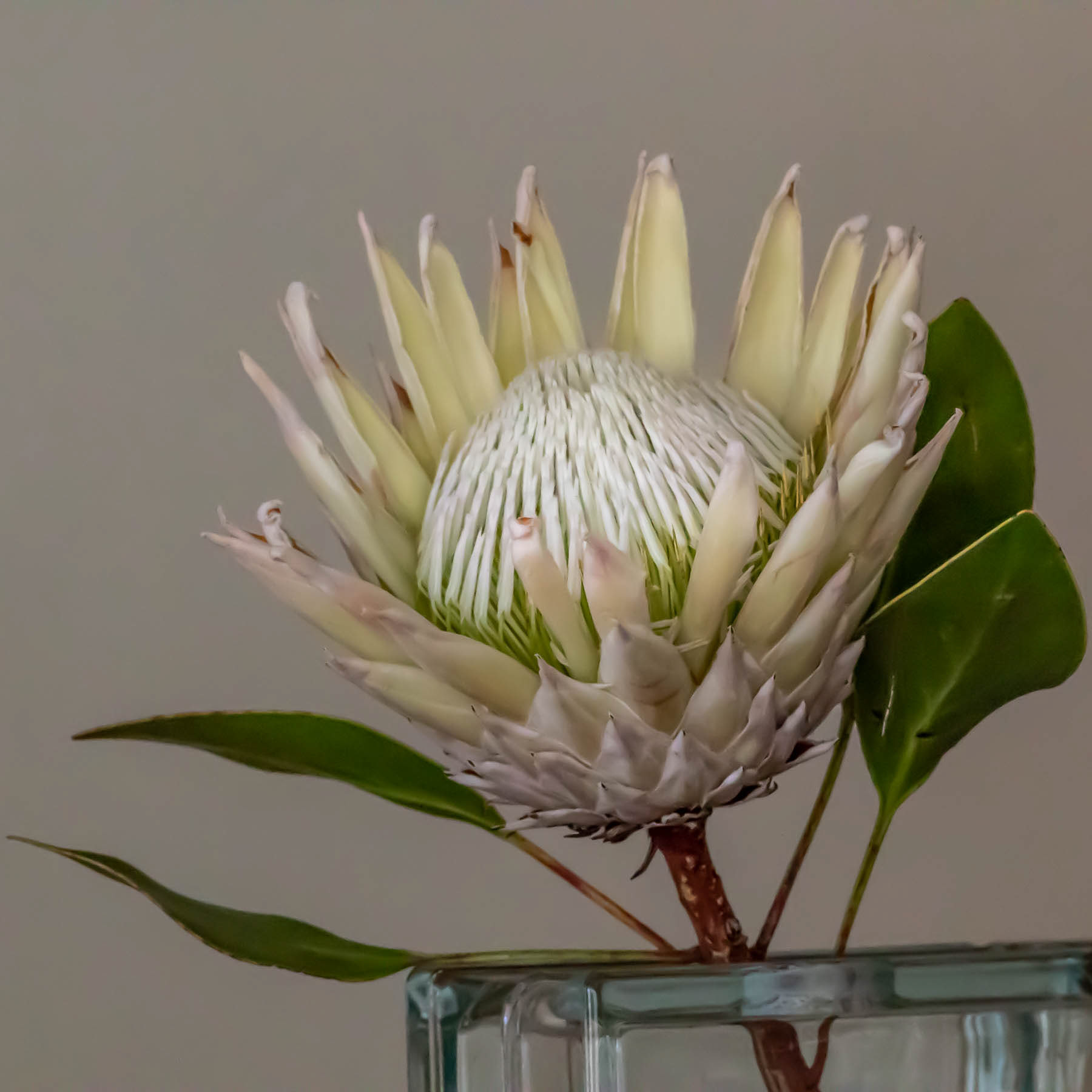 PROTEA#9