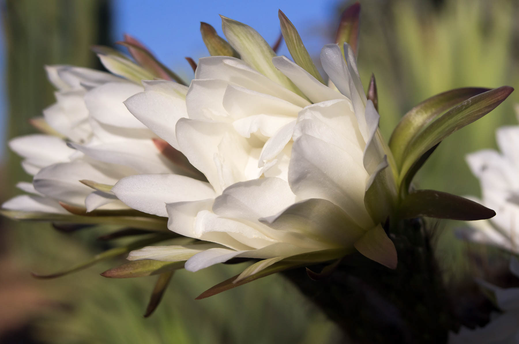 Cactus #7