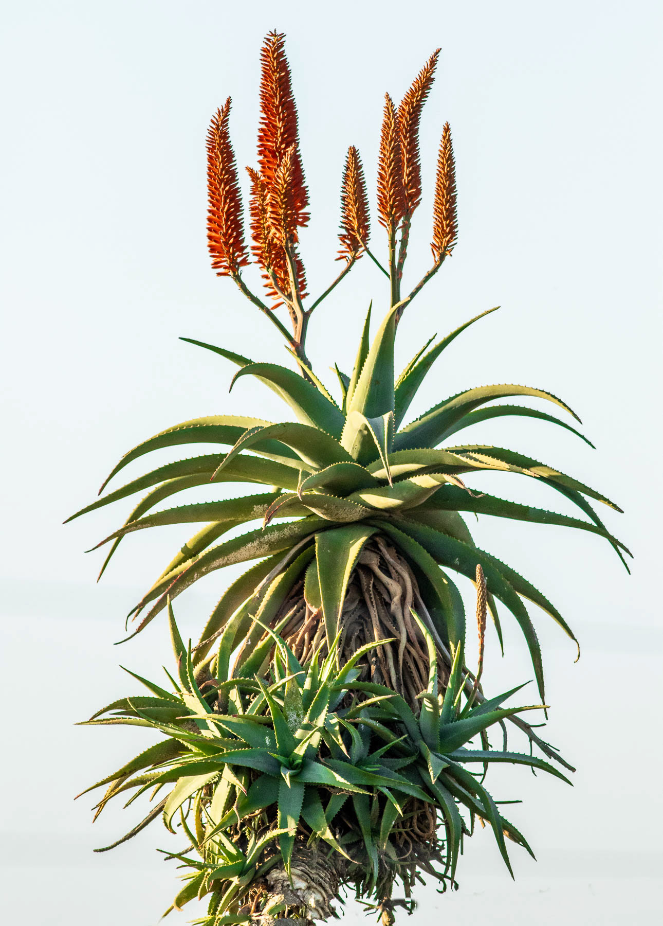 Aloe #2