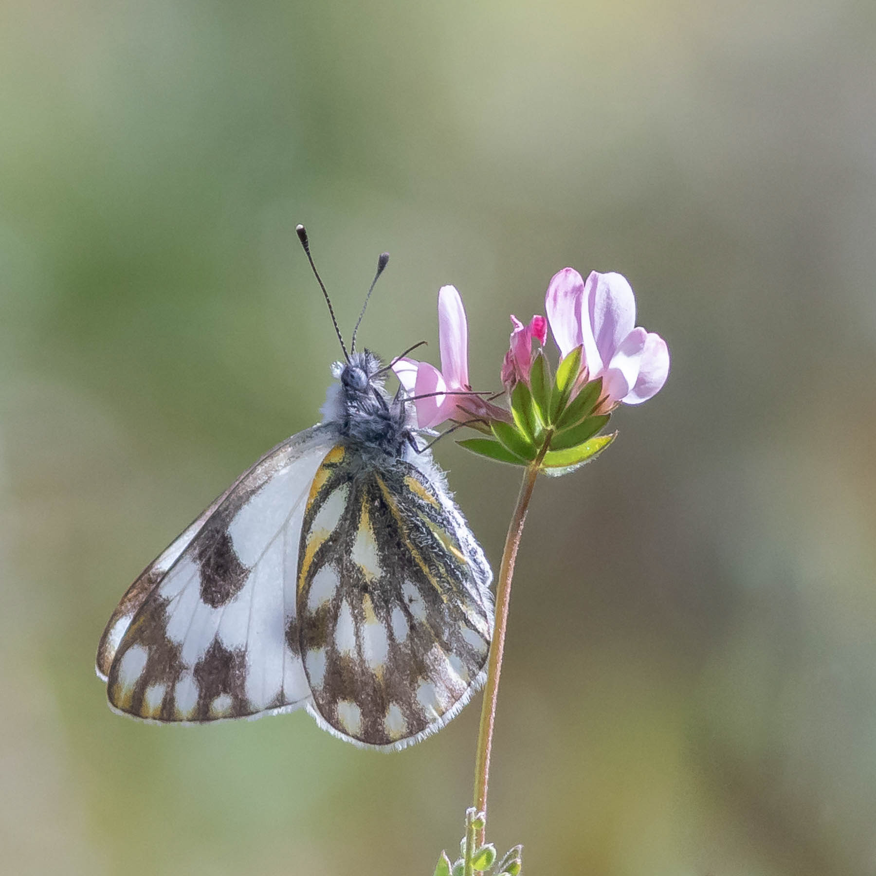 Meadow White #6