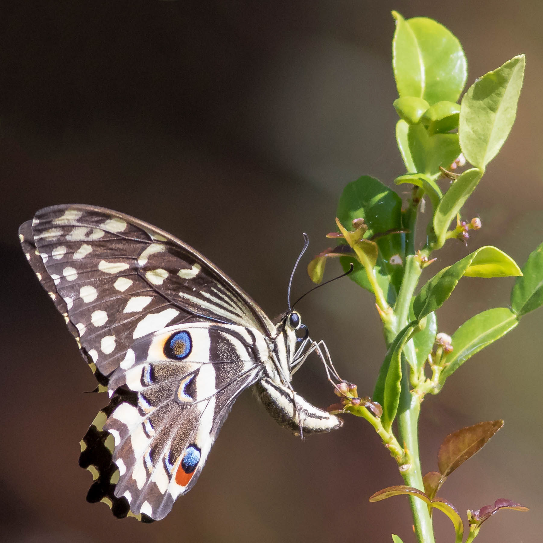 Citrus Swallowtail #9