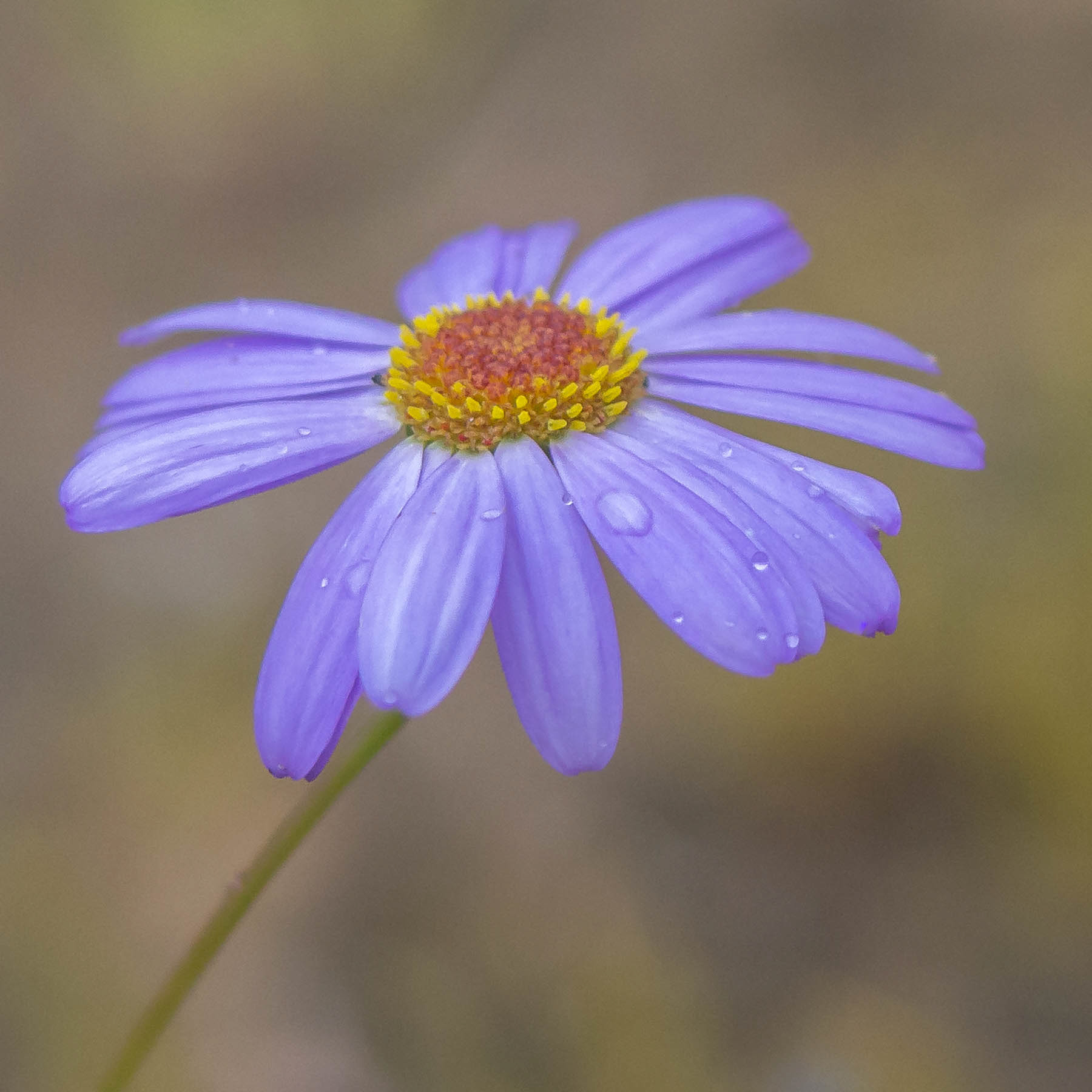 Daisy #9