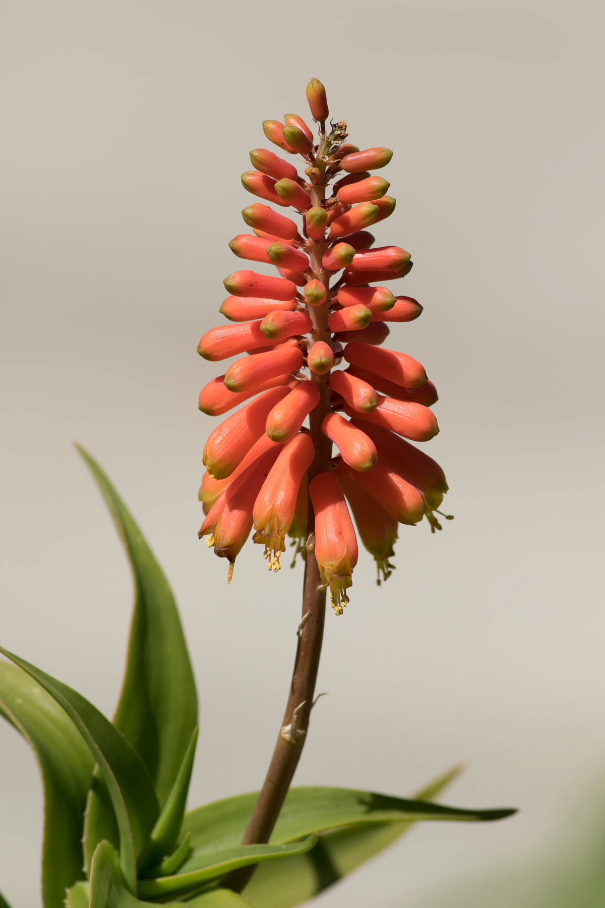 Aloe #4